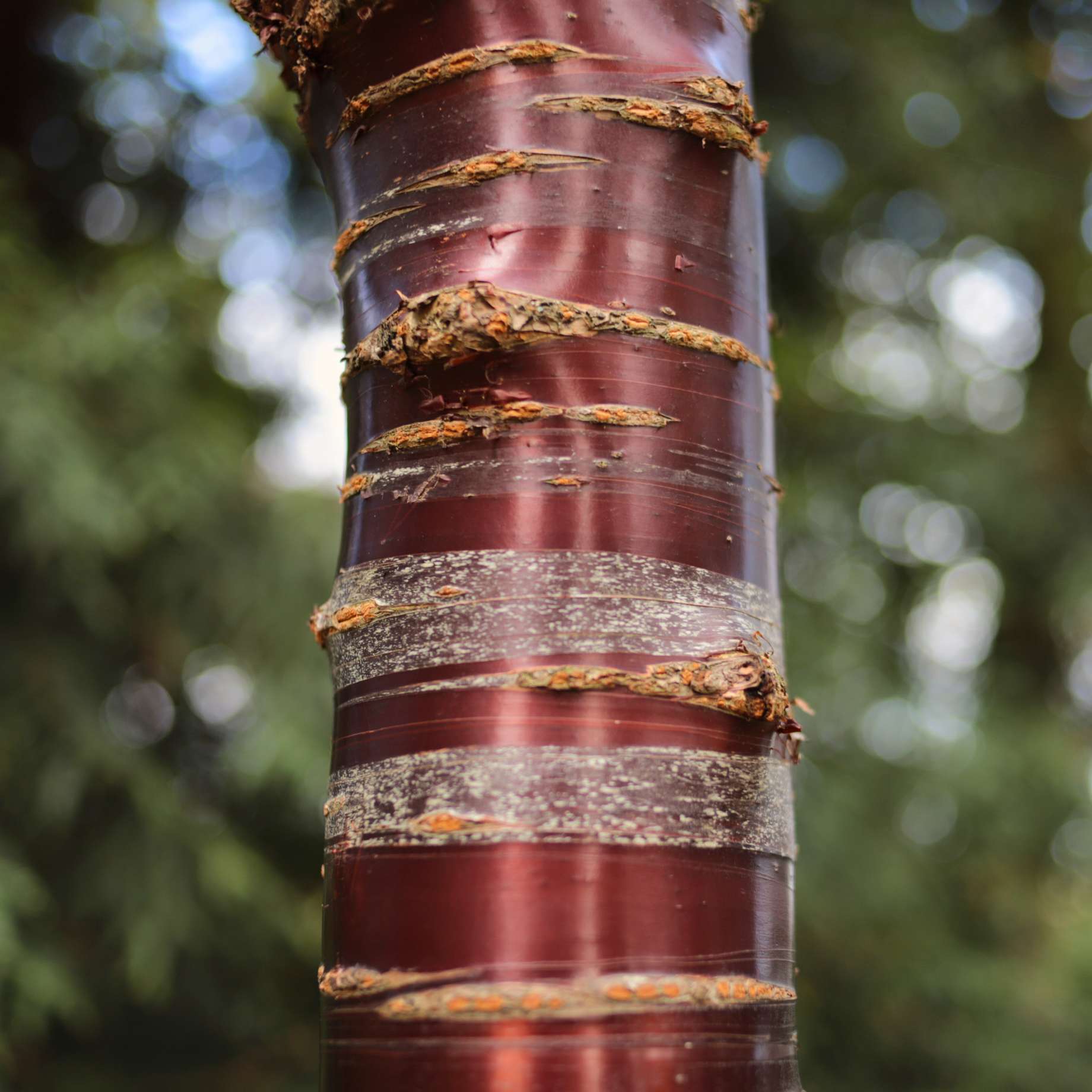Single Stem Tibetan Cherry Tree | Prunus serrula - Image 6