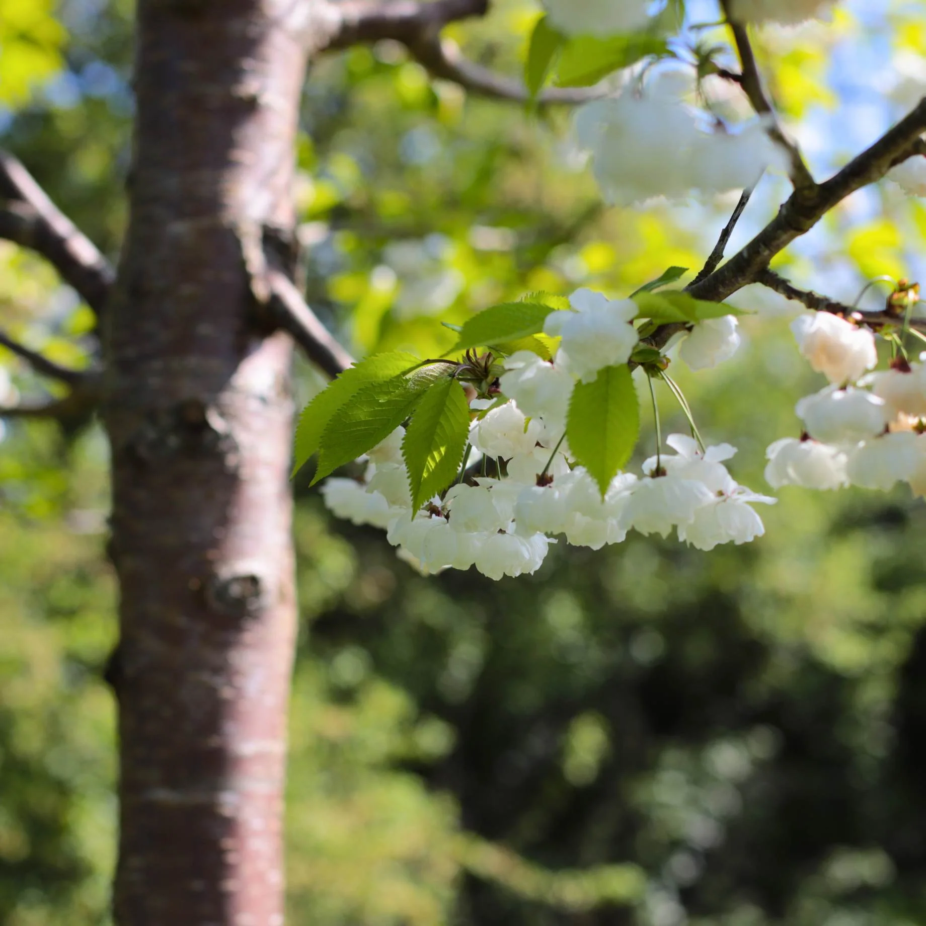 Single Stem Tibetan Cherry Tree | Prunus serrula - Image 8
