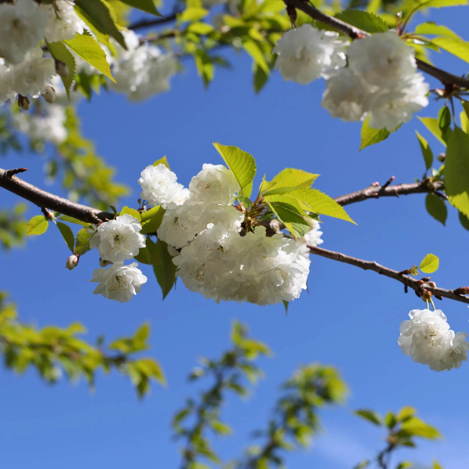 Single Stem Tibetan Cherry Tree | Prunus serrula - Image 9