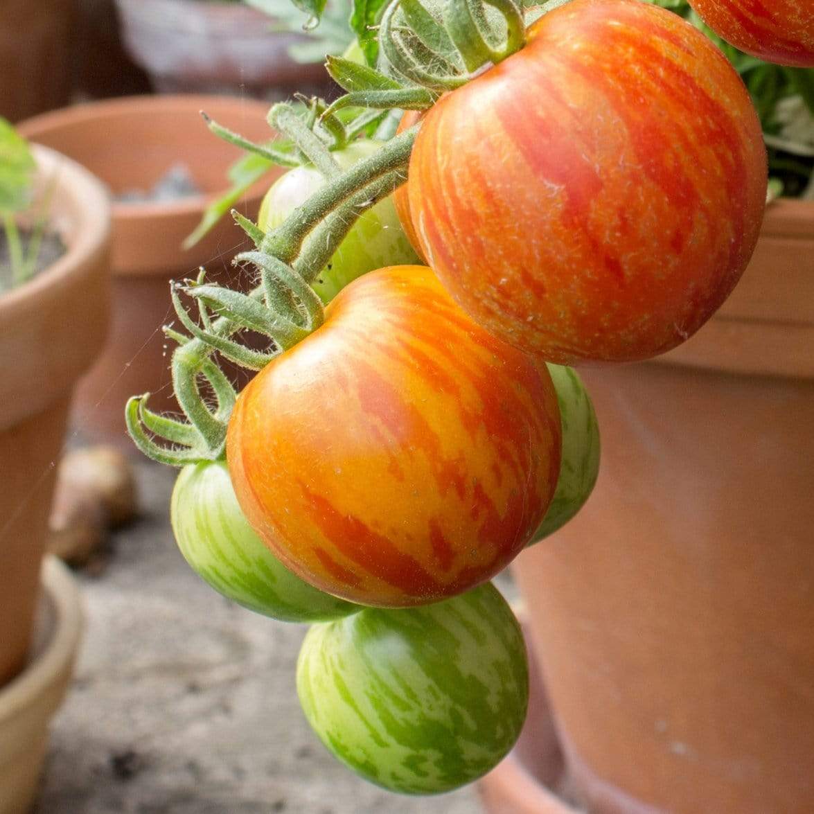 'Tigerella' Tomato Plants - Image 3