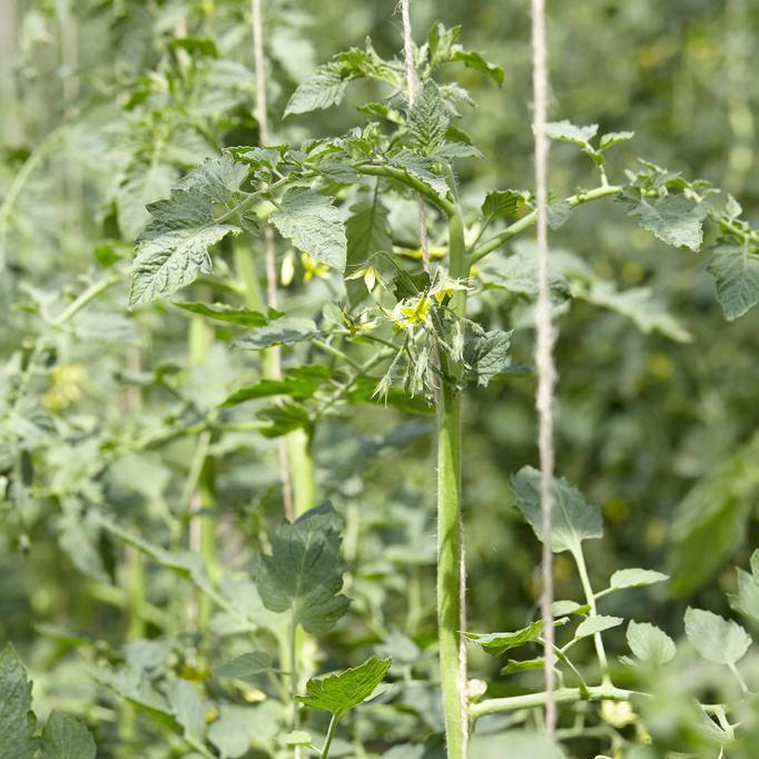 'Tigerella' Tomato Plants - Image 5