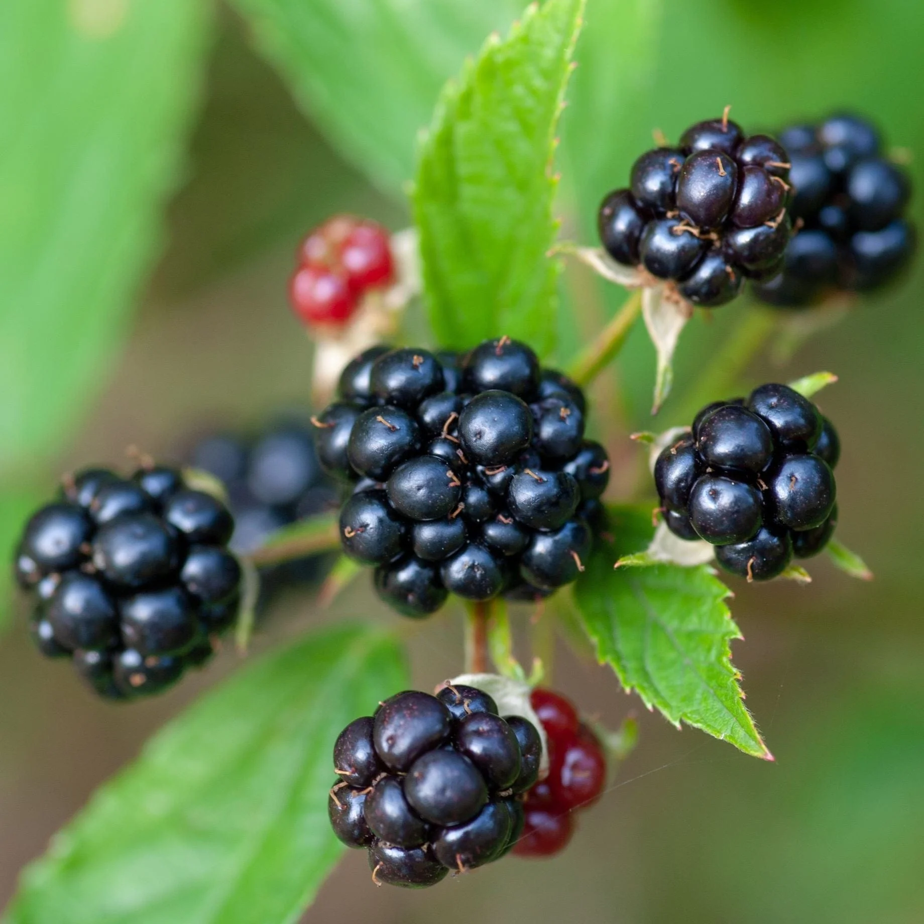 Patio Blackberry Plant | Rubus fruticosus 'Tiny Black' - Image 2