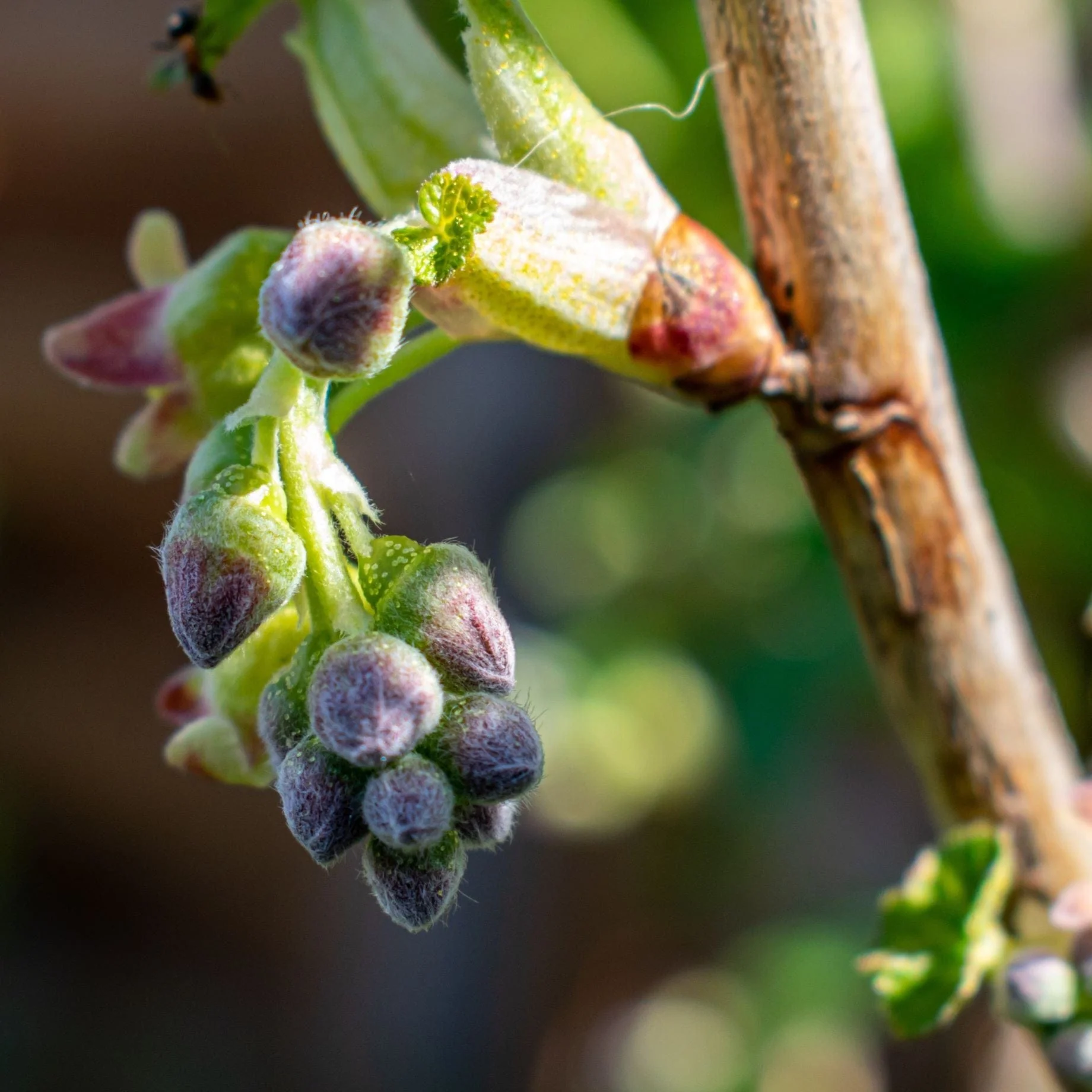 'Titania' Blackcurrant Bush - Image 2