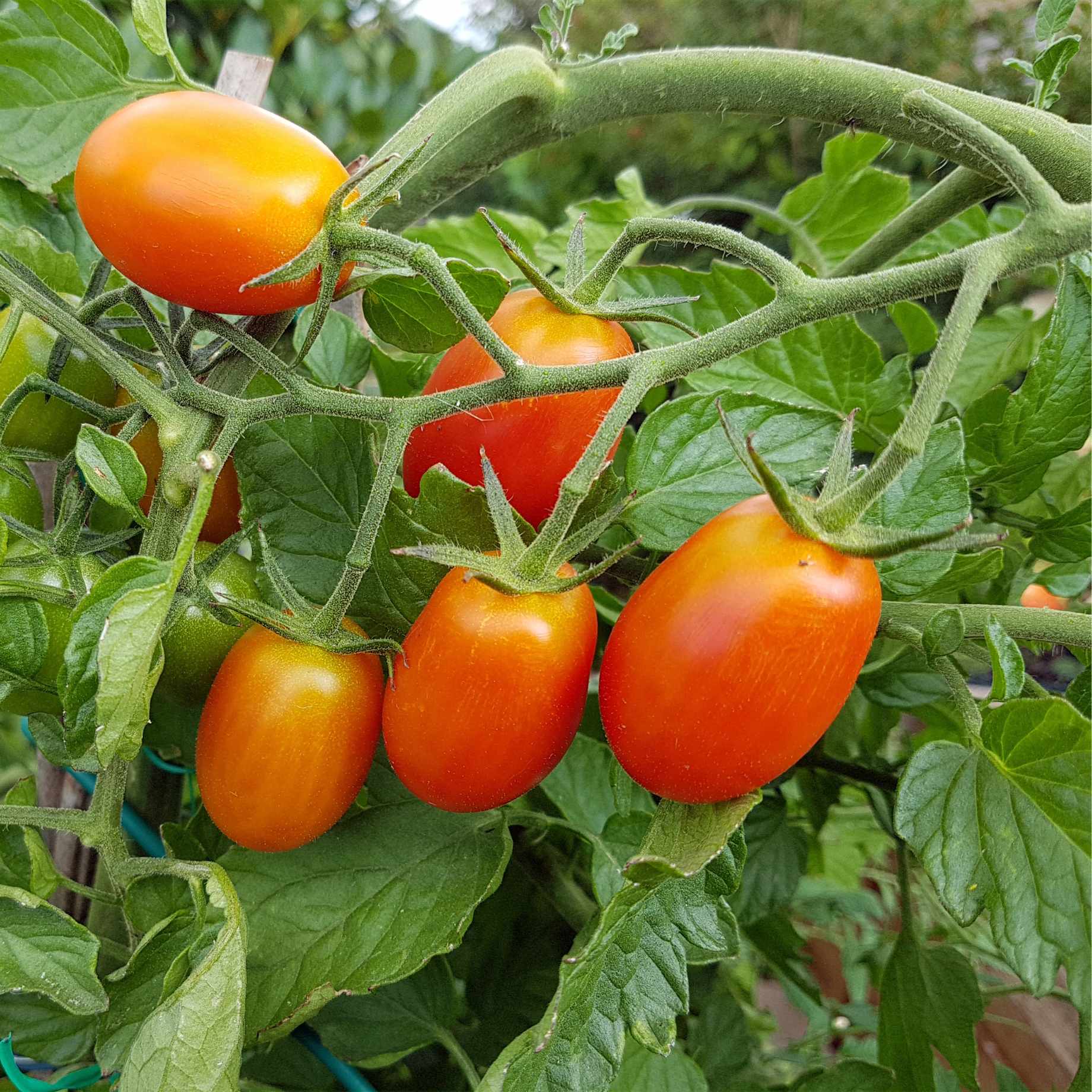 'Lucinda' Baby Plum Tomato Plant
