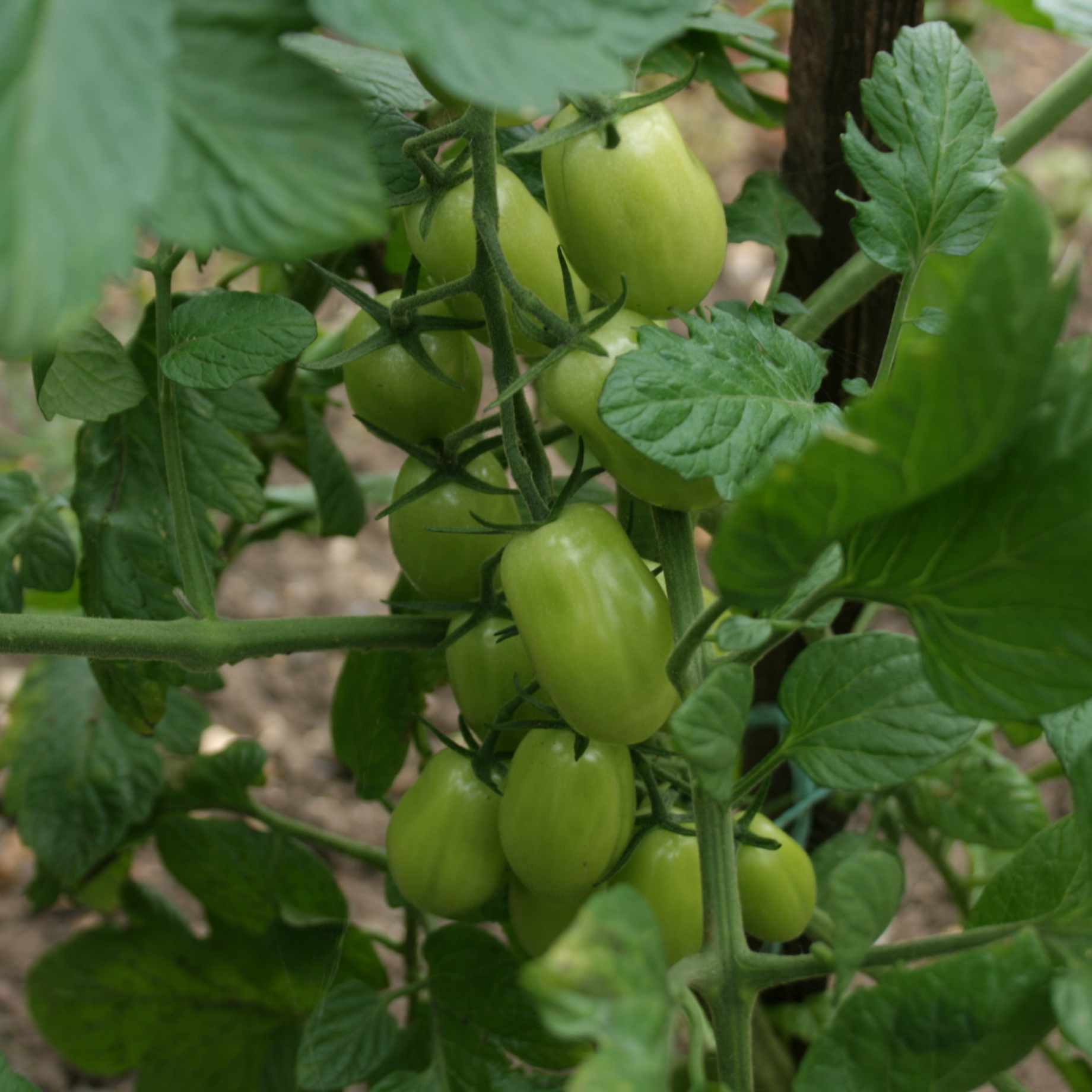 'Lucinda' Baby Plum Tomato Plant - Image 2