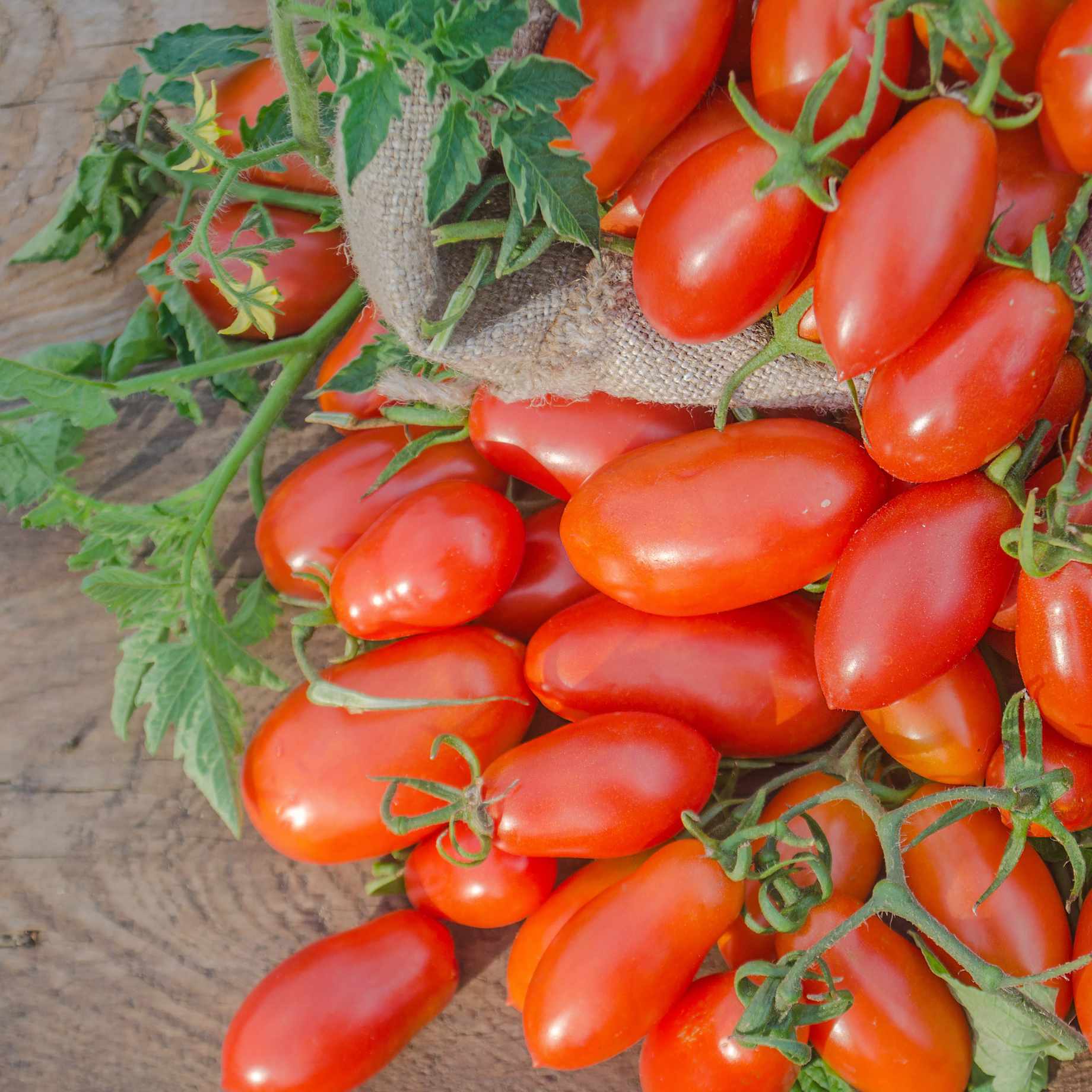 'Lucinda' Baby Plum Tomato Plant - Image 3