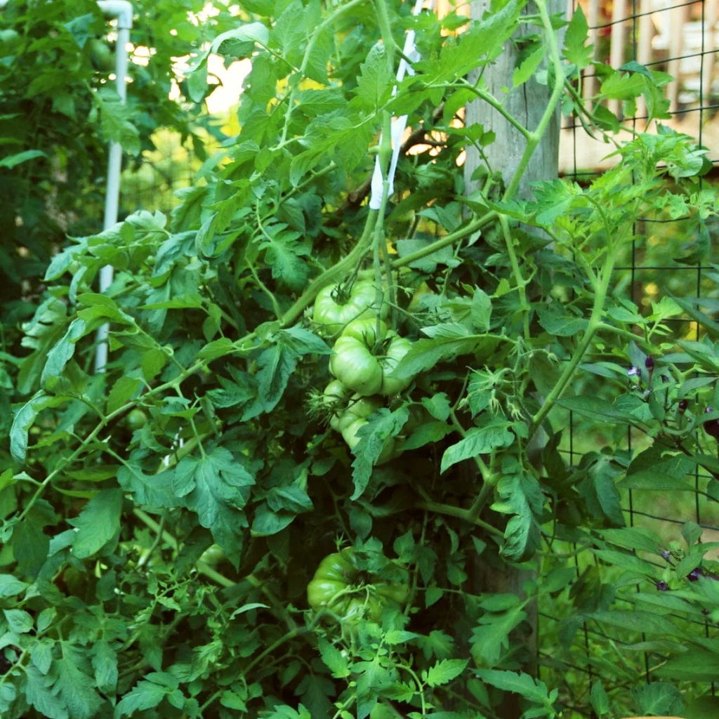 'Beefmaster' Tomato Plant - Image 3