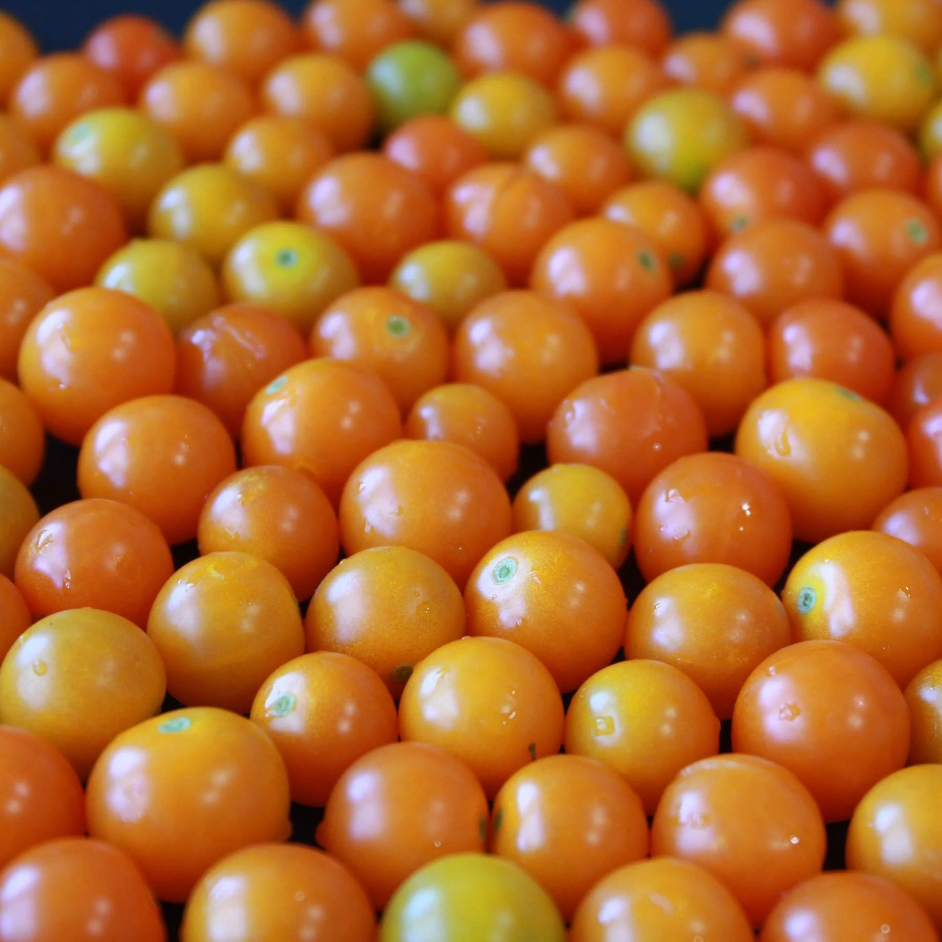 'Goldwin' Tomato Plant - Image 2