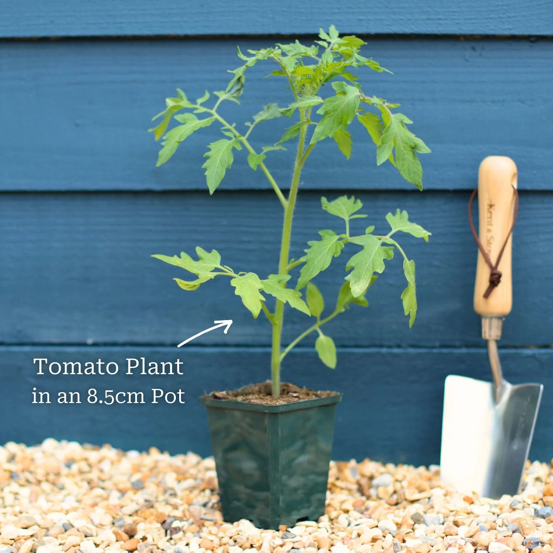 Proven Winners Tomato Plants Collection - Image 3