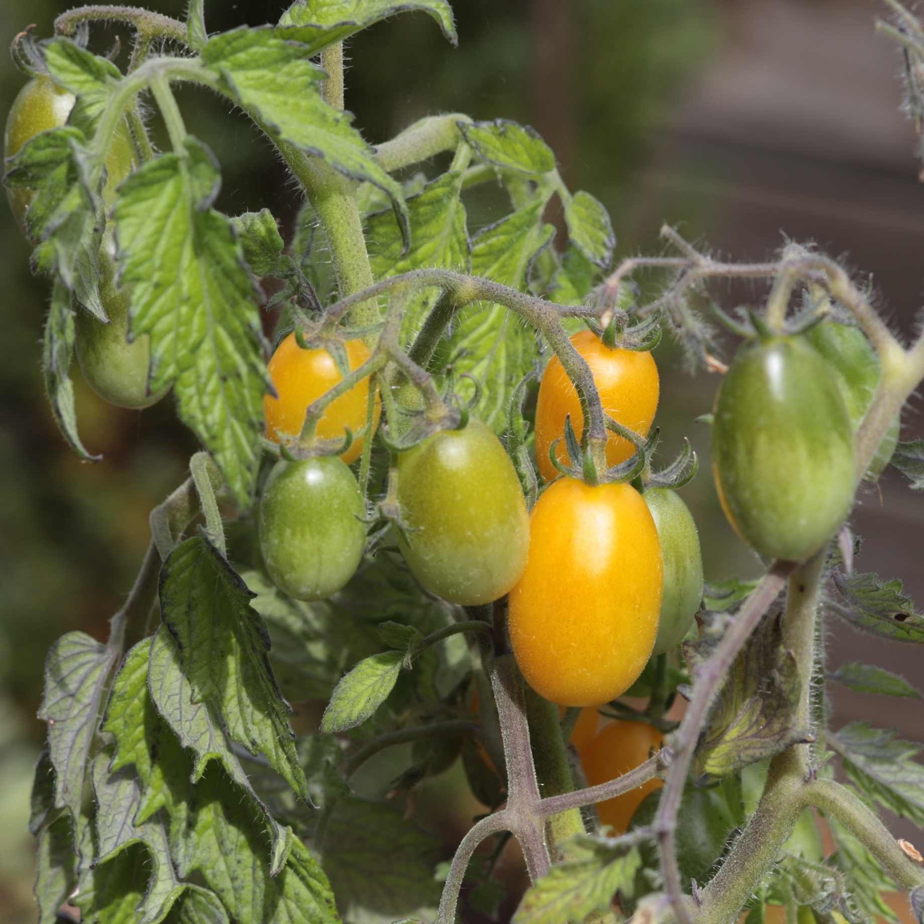 'Peardrop' Yellow Tomato Plant - Image 3