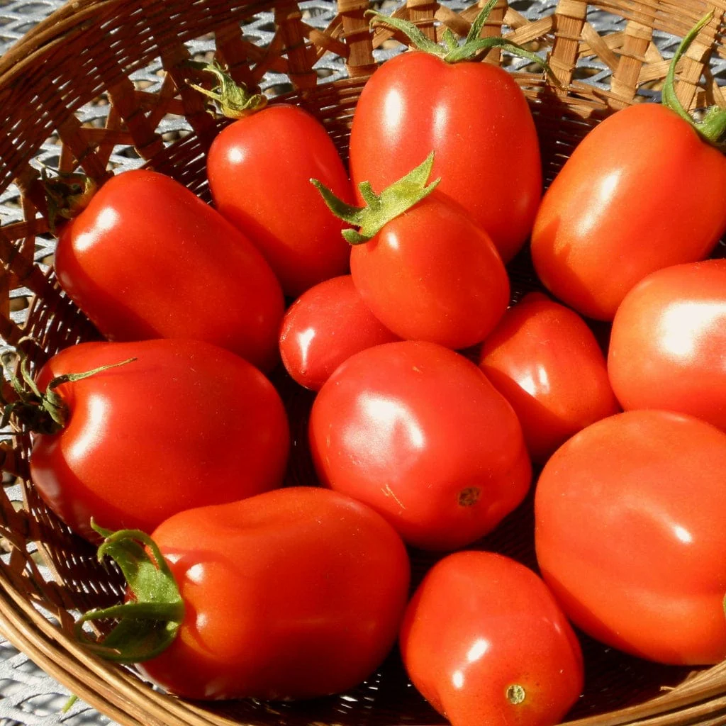 'Roma' Tomato Plant - Image 2