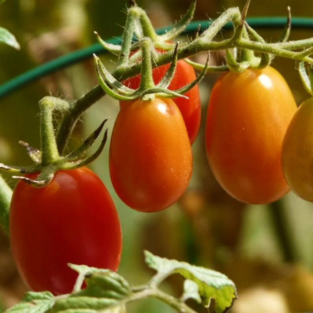 'Roma' Tomato Plant - Image 3