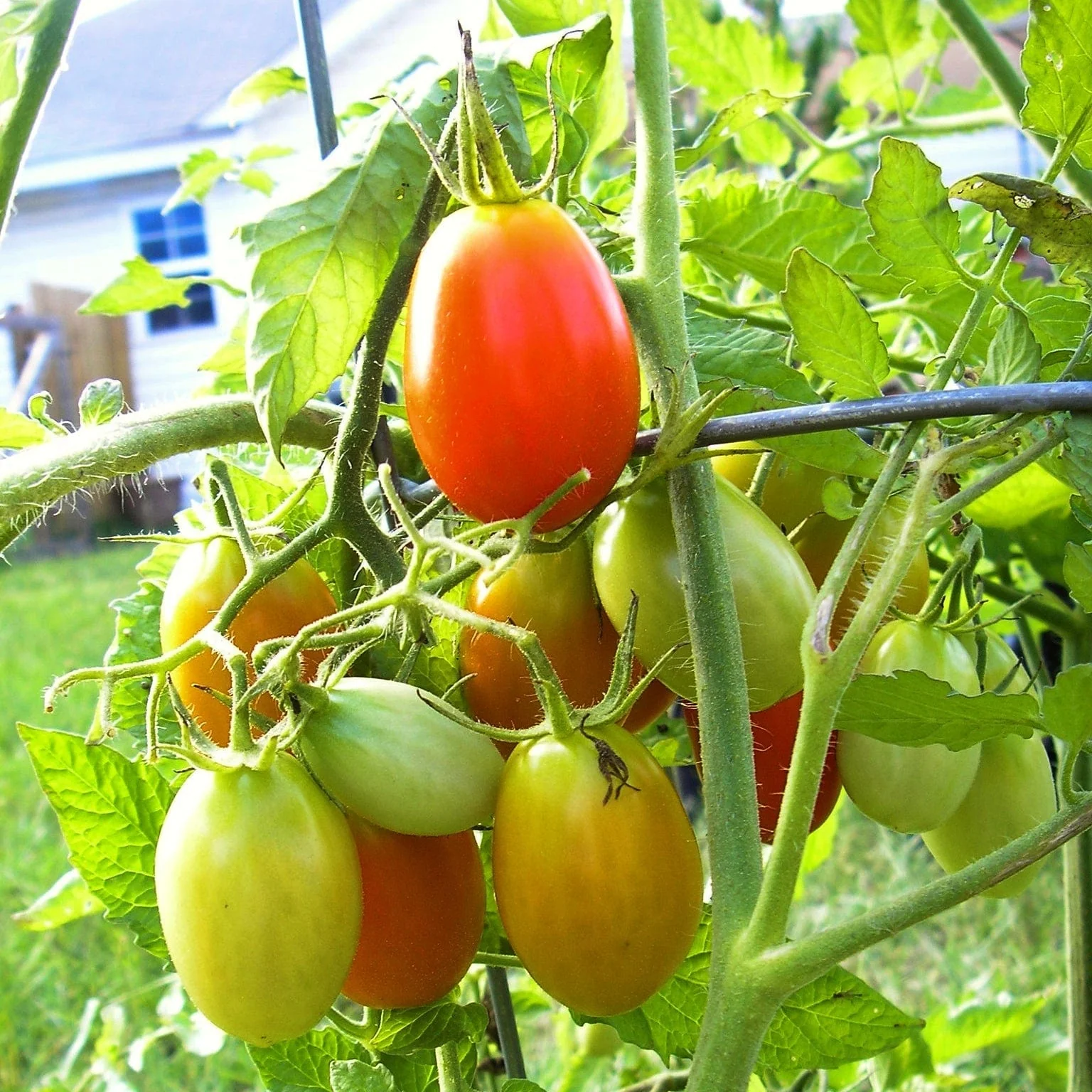 'Roma' Tomato Plant - Image 4