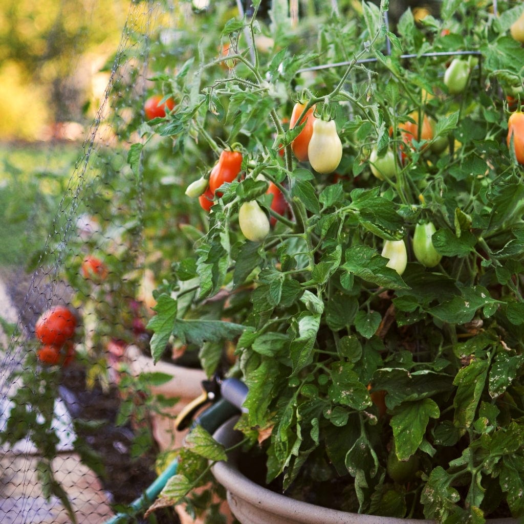 'Roma' Tomato Plant - Image 5