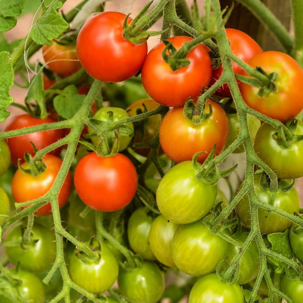 'Sweet Million' Tomato Plant