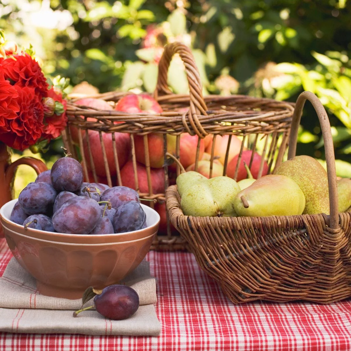Mini Orchard Collection | Apple, Pear & Plum - Image 2