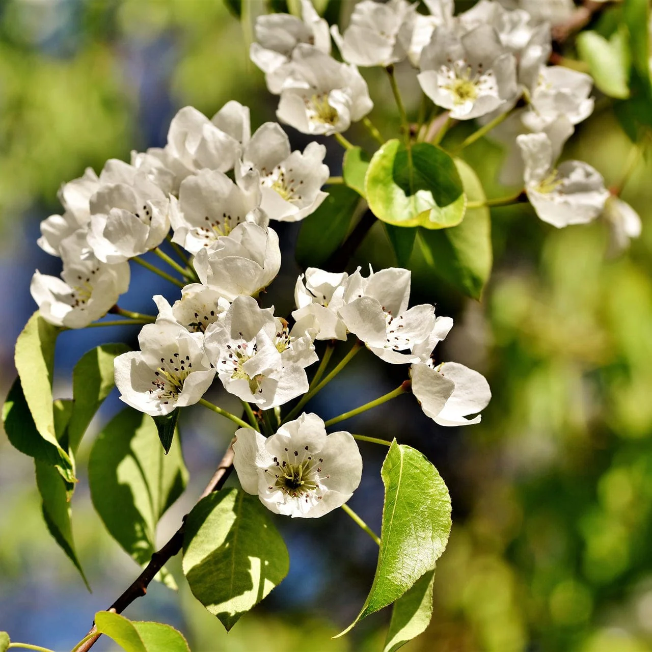 The 3 Top Performing Fruit Trees to Grow in the UK | Apple, Pear & Plum - Image 6