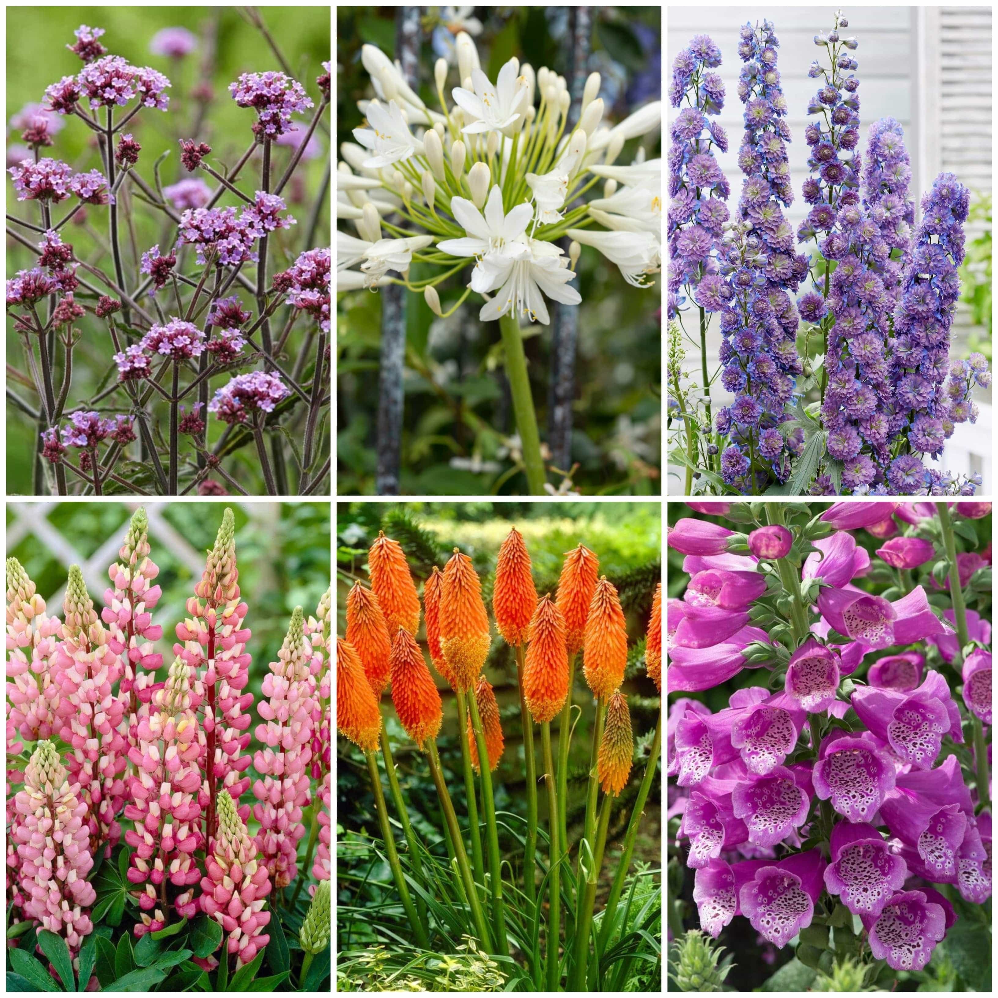 Best Perennial Plants for Height & Structure