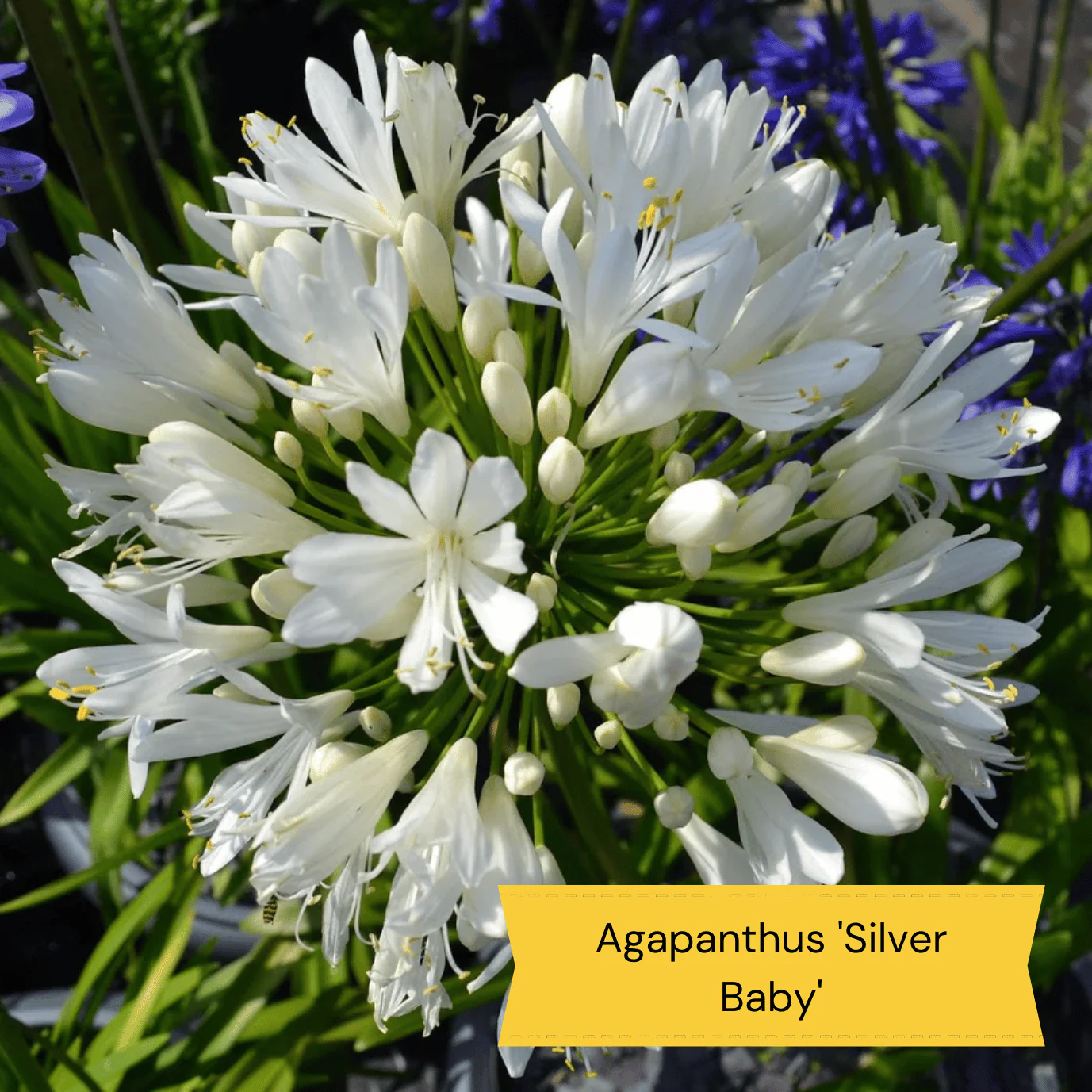 Best Perennial Plants for Height & Structure - Image 10