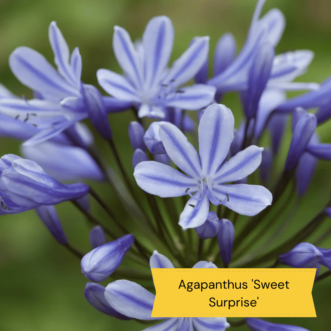 Best Perennial Plants for Height & Structure - Image 11