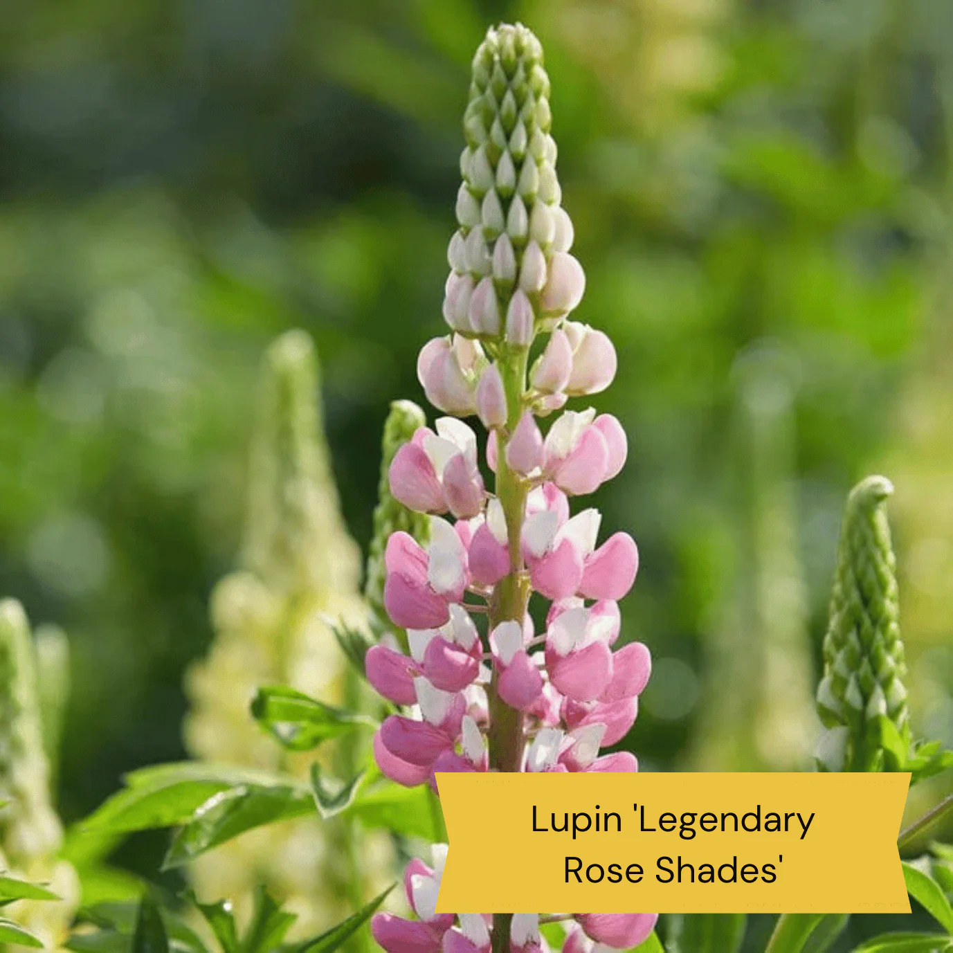 Best Perennial Plants for Height & Structure - Image 2