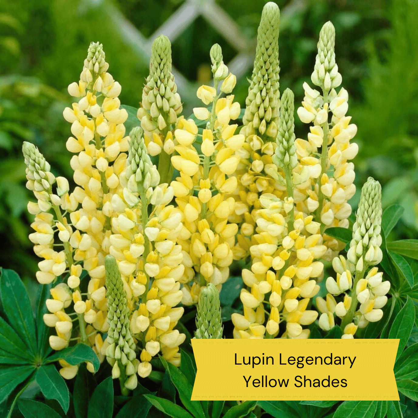 Best Perennial Plants for Height & Structure - Image 4