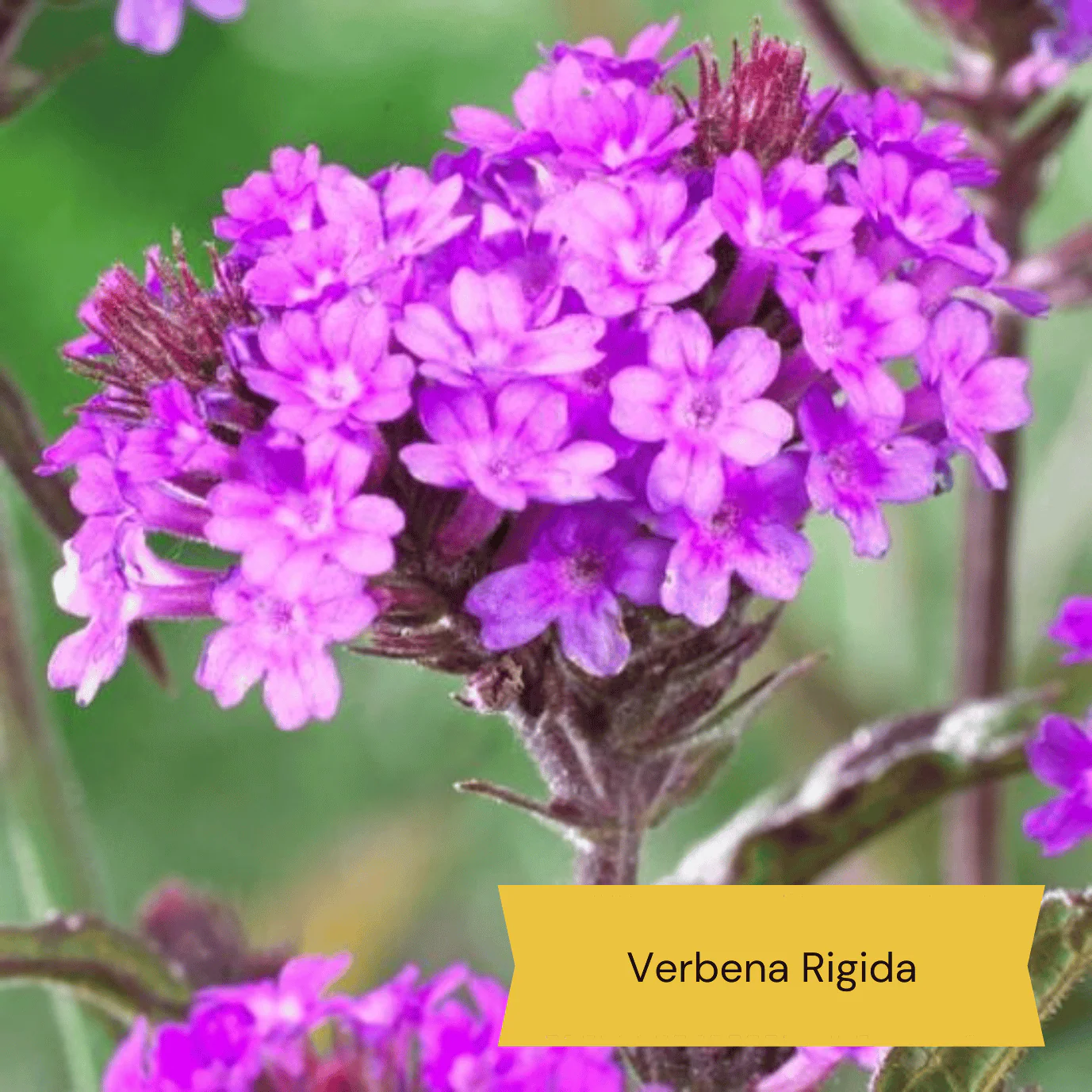 Best Perennial Plants for Height & Structure - Image 5