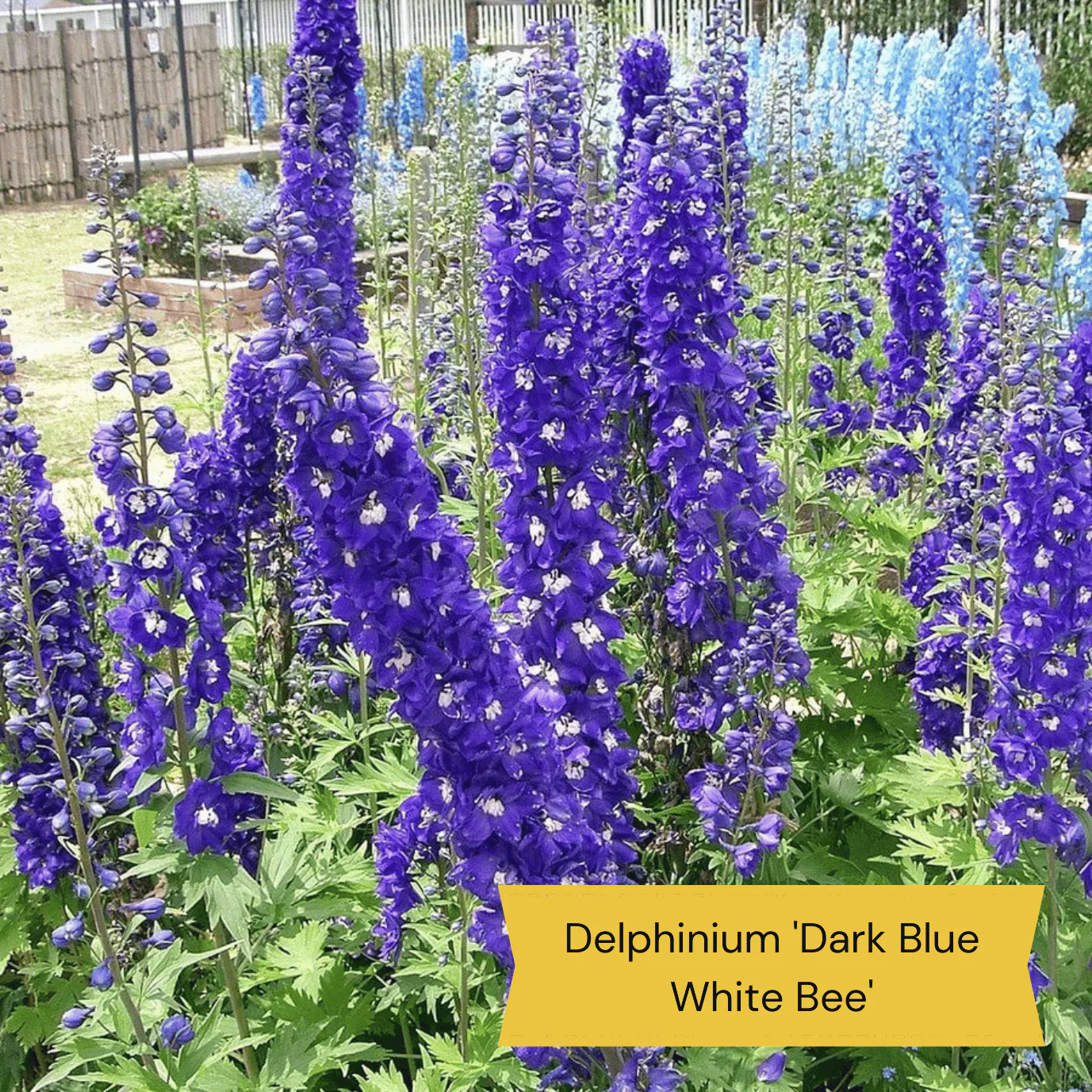 Best Perennial Plants for Height & Structure - Image 6