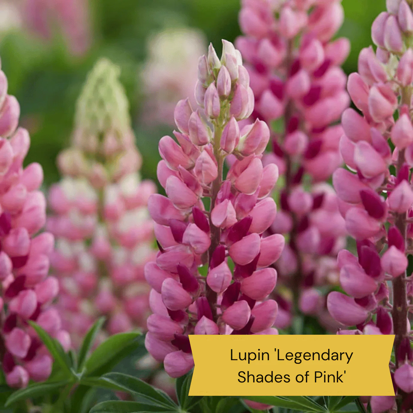 Best Perennial Plants for Height & Structure - Image 9