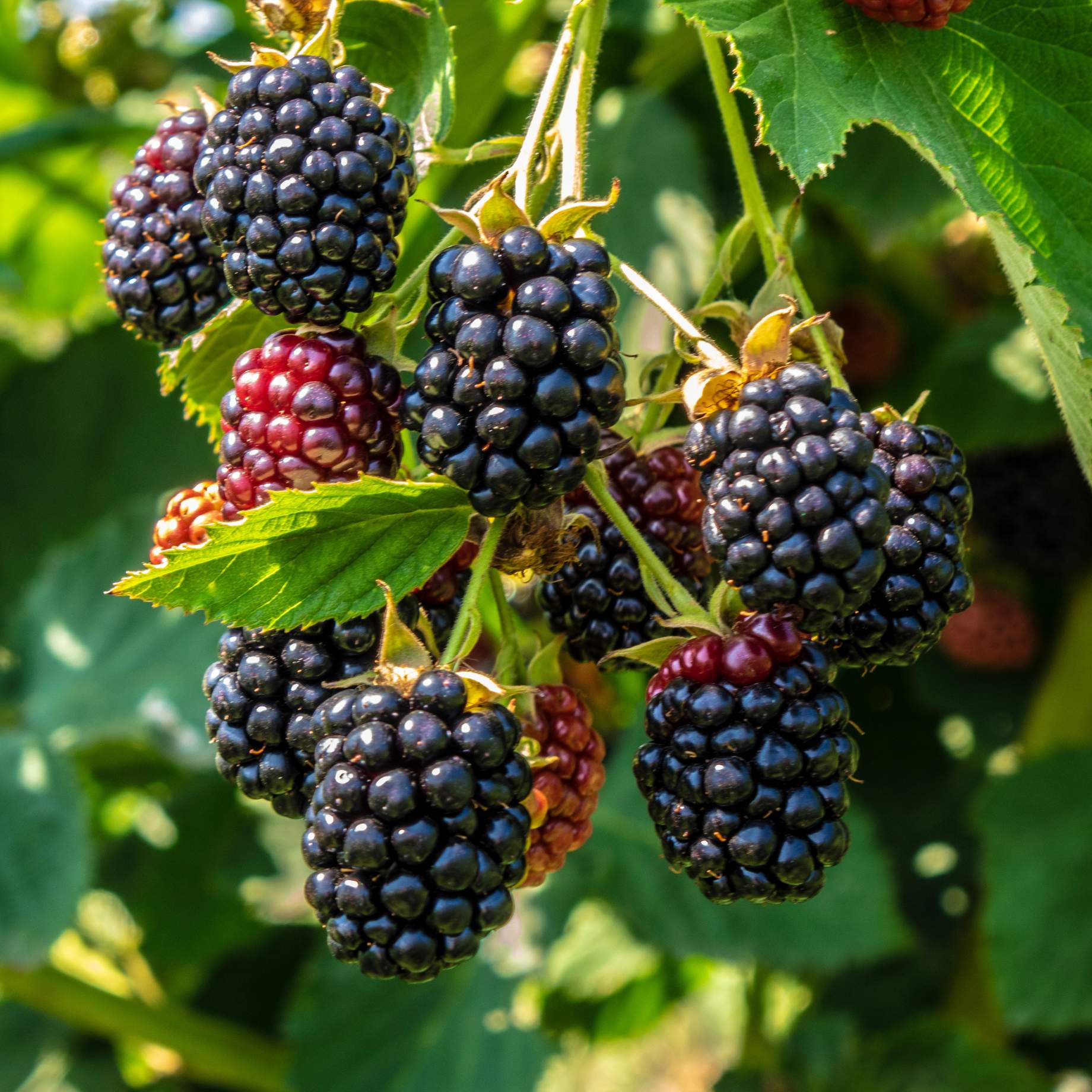 'Triple Crown' Thornless Blackberry Plant