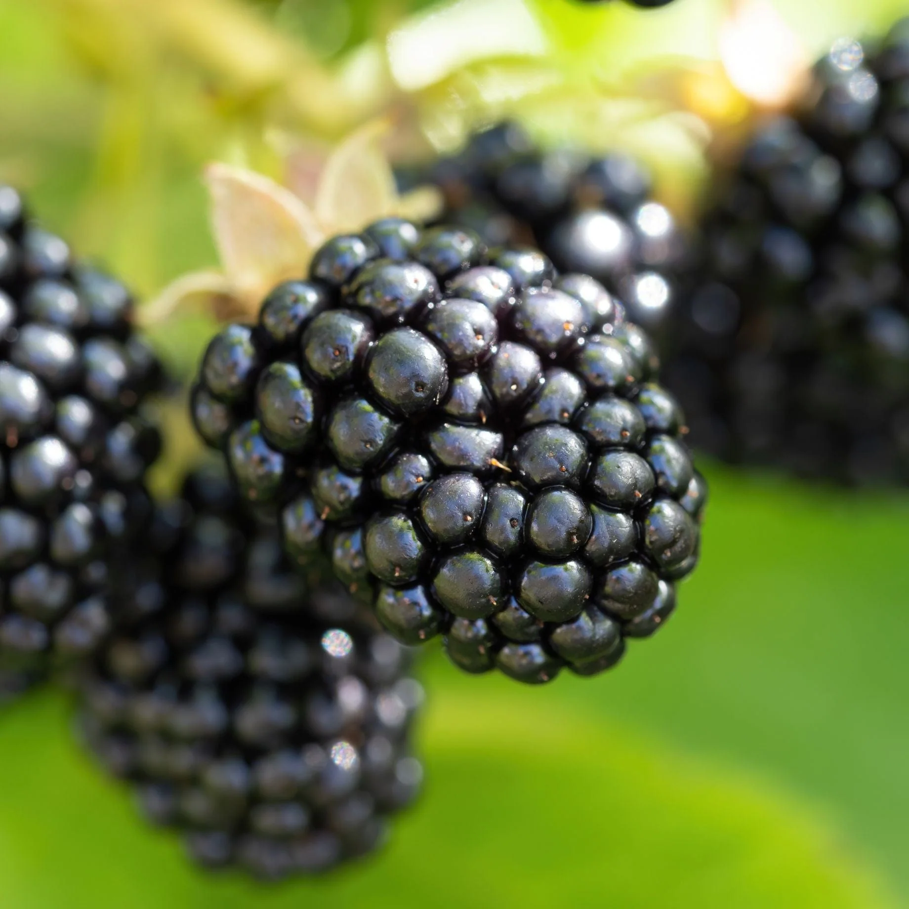 'Triple Crown' Thornless Blackberry Plant - Image 2
