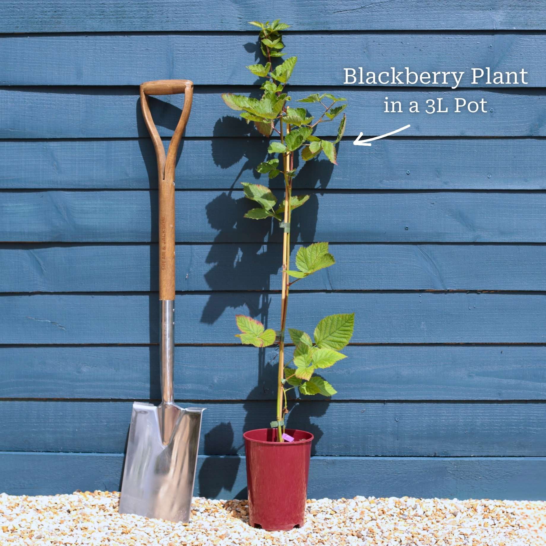 Thornless Blackberry Plant | Rubus fruticosus 'Waldo' - Image 3