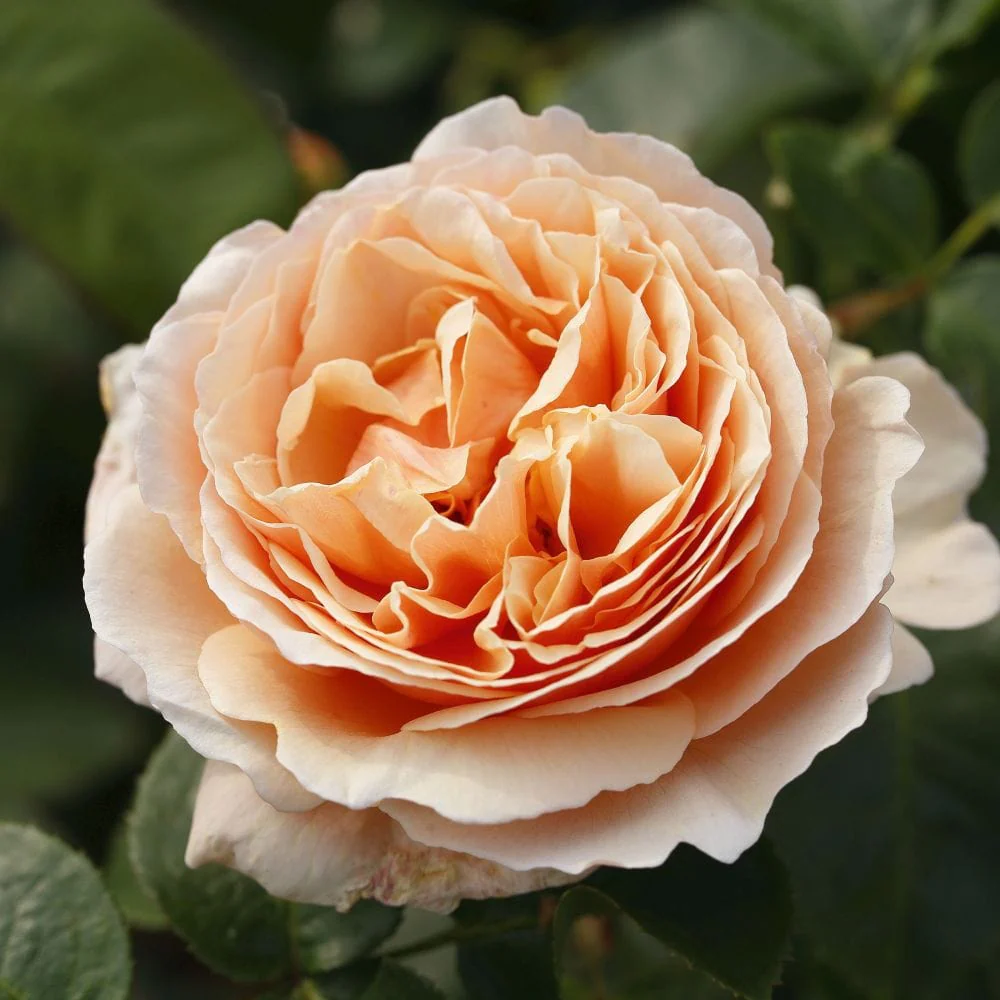 'Tropicana' Hybrid Tea Rose - Image 2