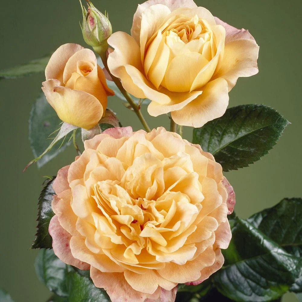 'Tropicana' Hybrid Tea Rose - Image 3