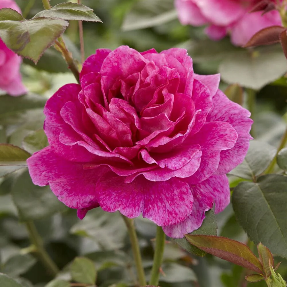 'Palace Truly Loved' Floribunda Rose - Image 2