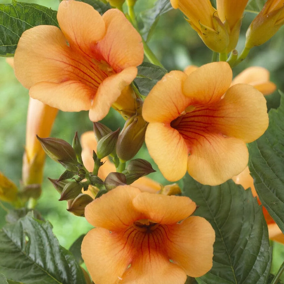Trumpet Creeper | Campsis 'Indian Summer'