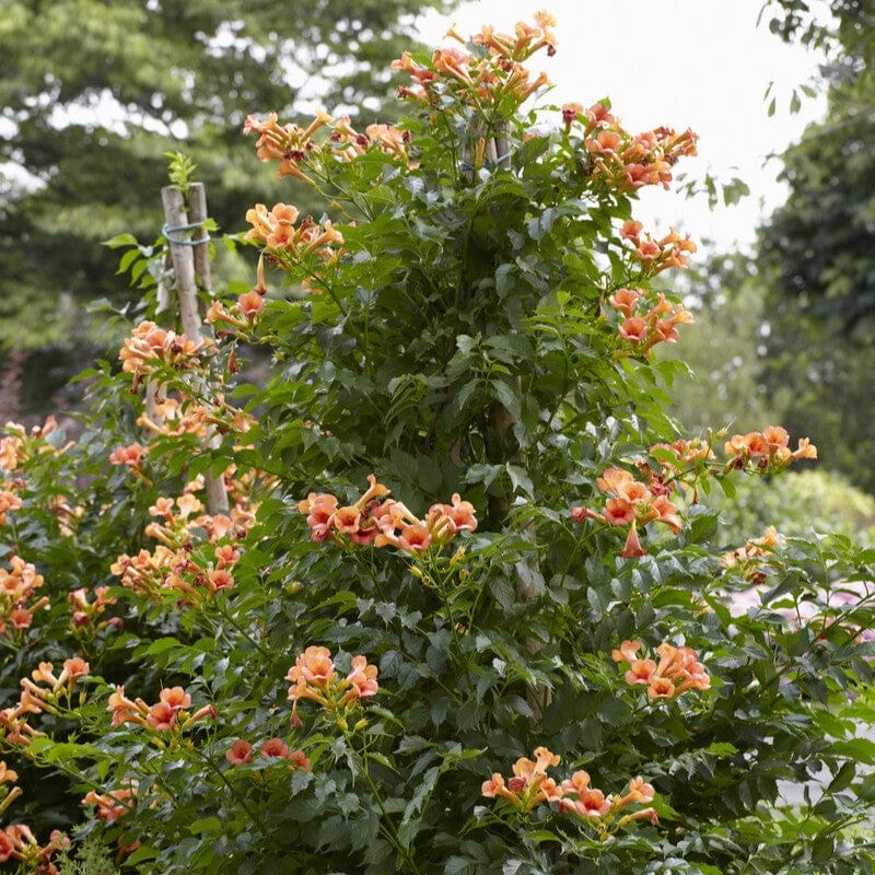Trumpet Creeper | Campsis 'Indian Summer' - Image 2