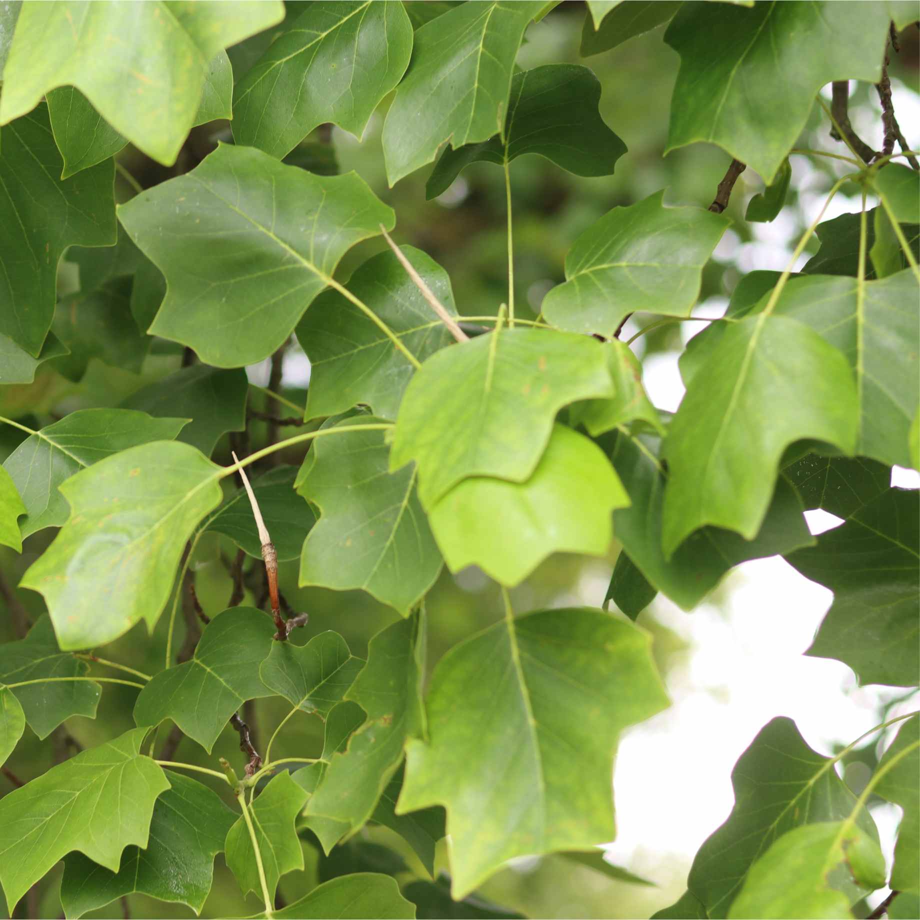 Tulip Tree | Liriodendron tulipifera - Image 3