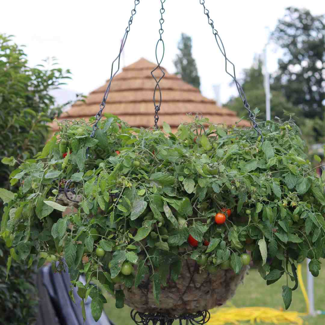 'Tumbling Tom Red' Tomato Plants - Image 2