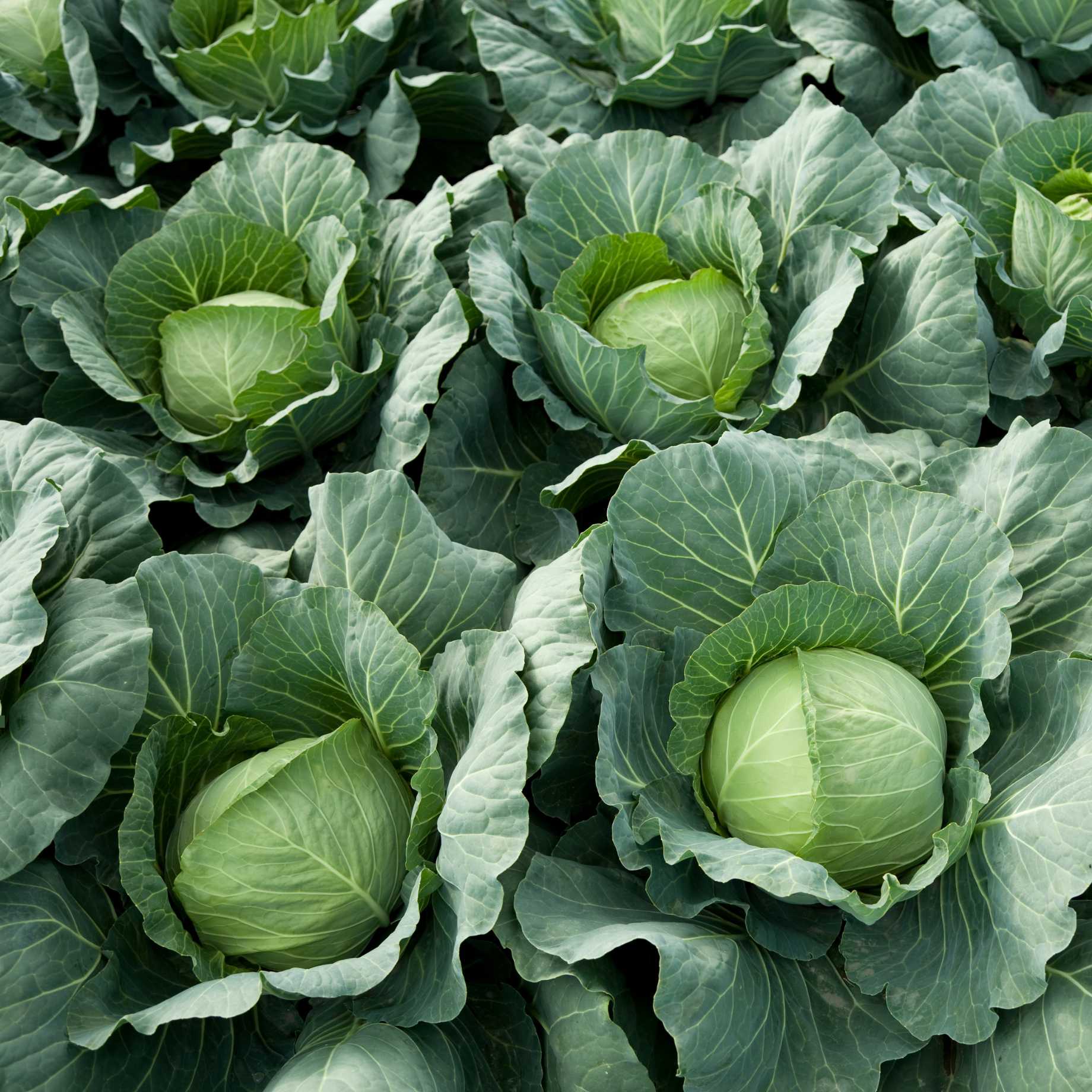 'Tundra F1' Winter Cabbage Plants