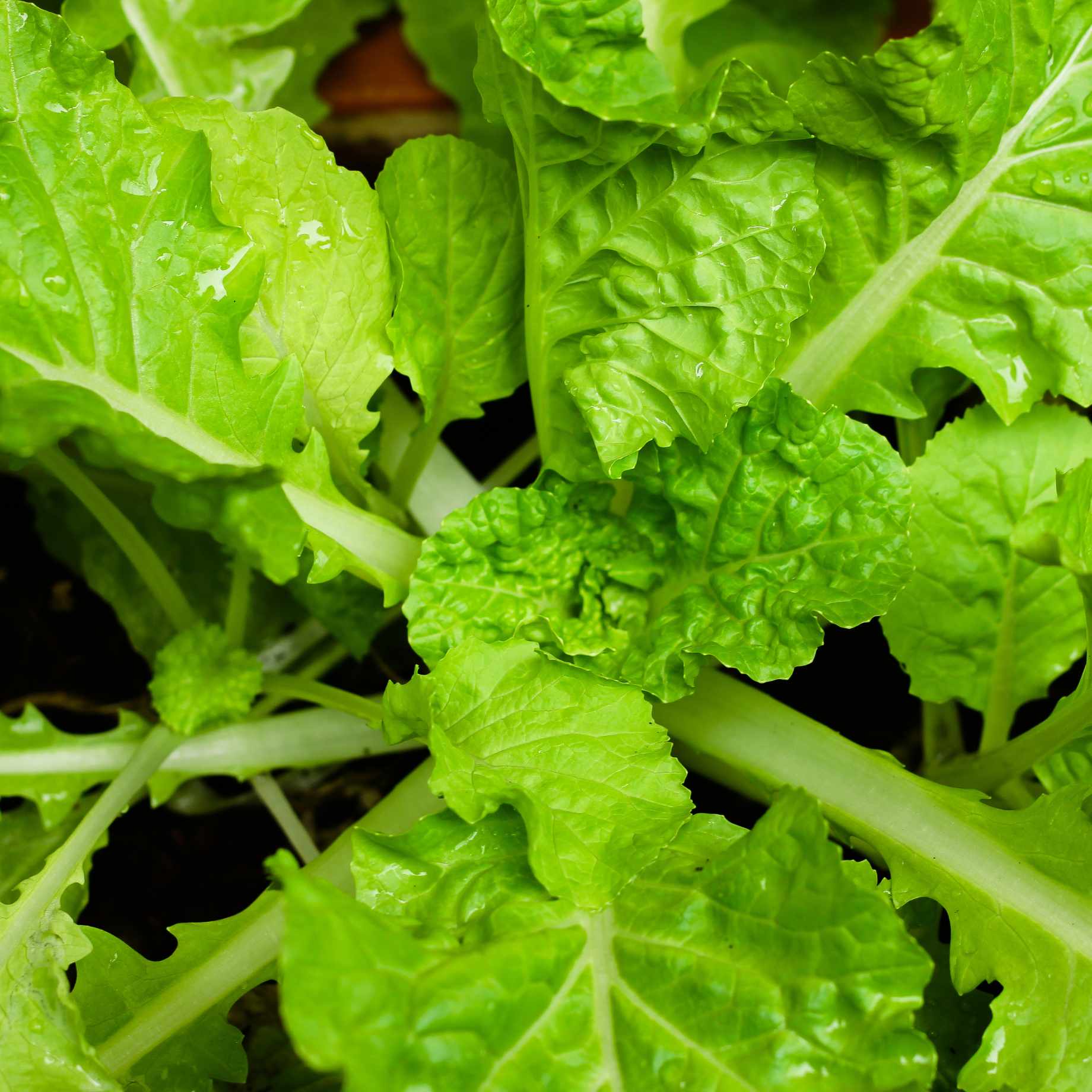 'Snowball' Turnip Plants - Image 3