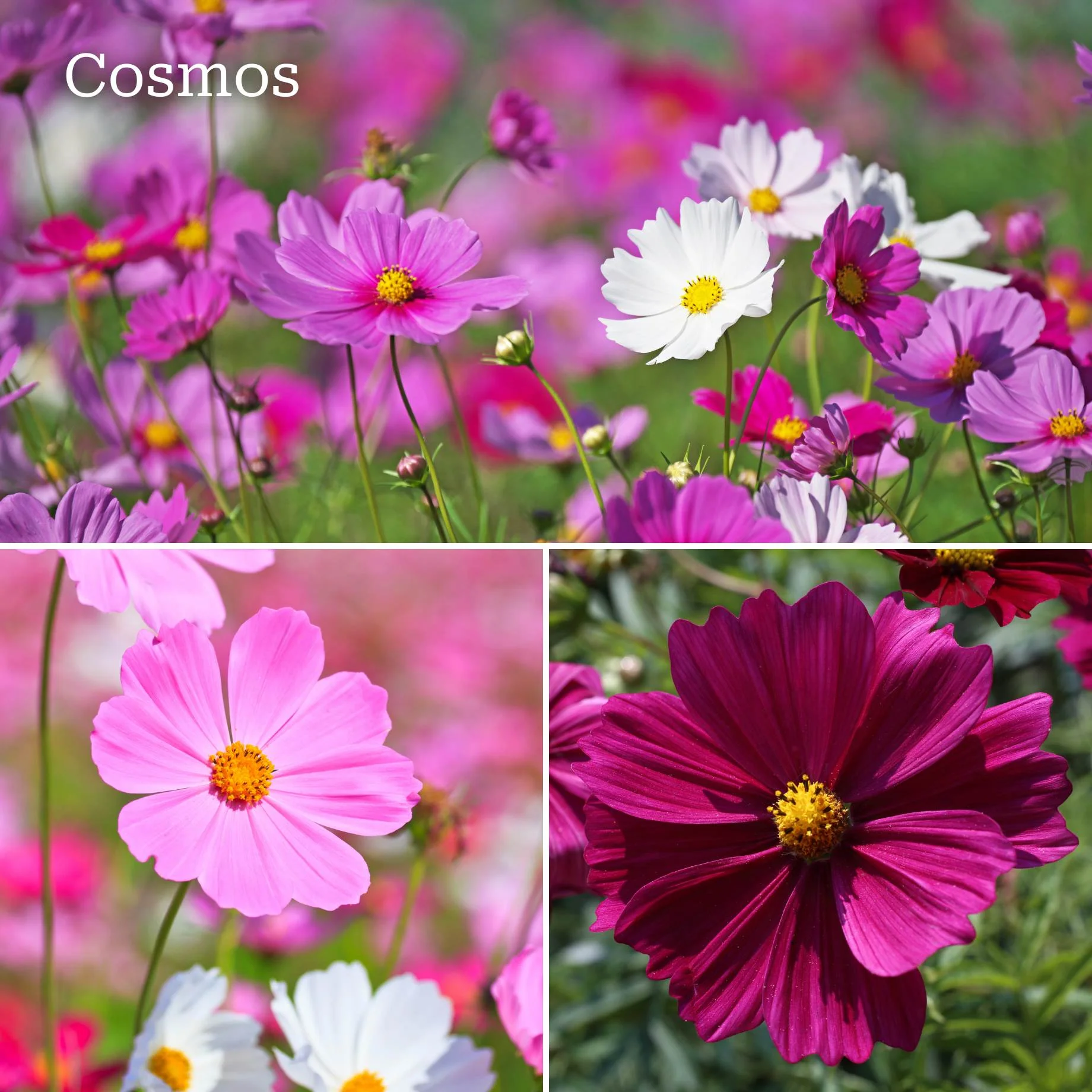 Ultimate Vegetable Companion Plant Collection | Cosmos, Marigold & Zinnia - Image 2