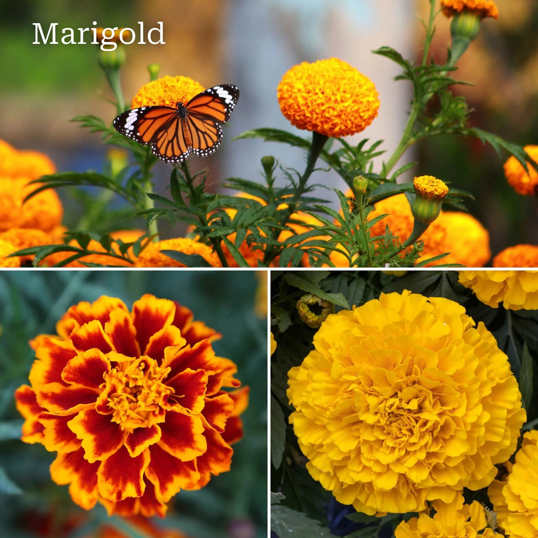 Ultimate Vegetable Companion Plant Collection | Cosmos, Marigold & Zinnia - Image 3