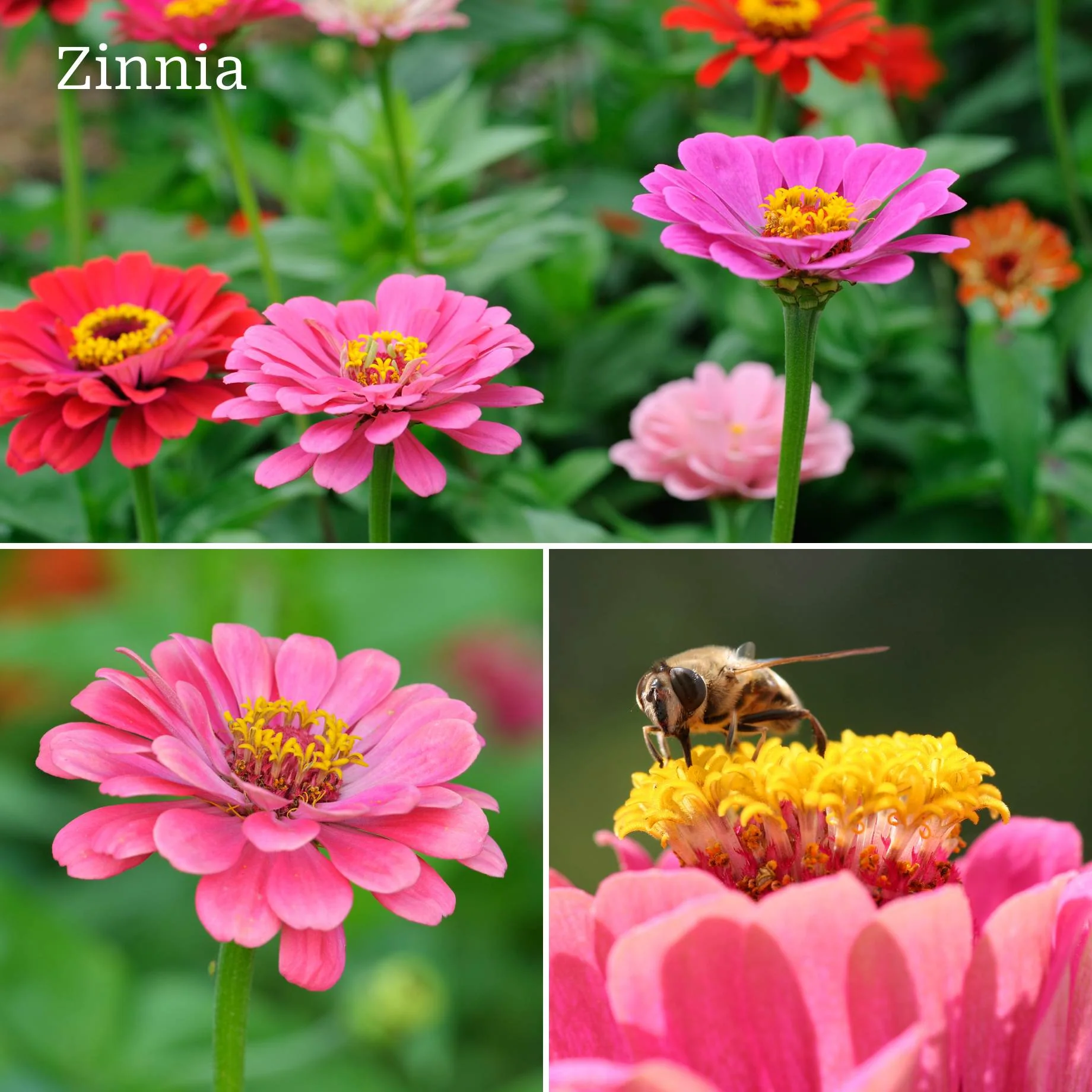 Ultimate Vegetable Companion Plant Collection | Cosmos, Marigold & Zinnia - Image 4