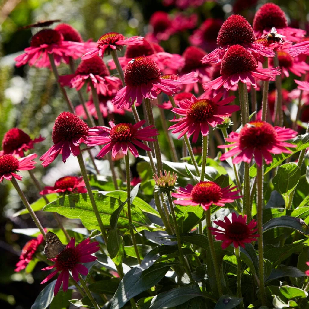 Ultimate Echinacea Collection - Image 2