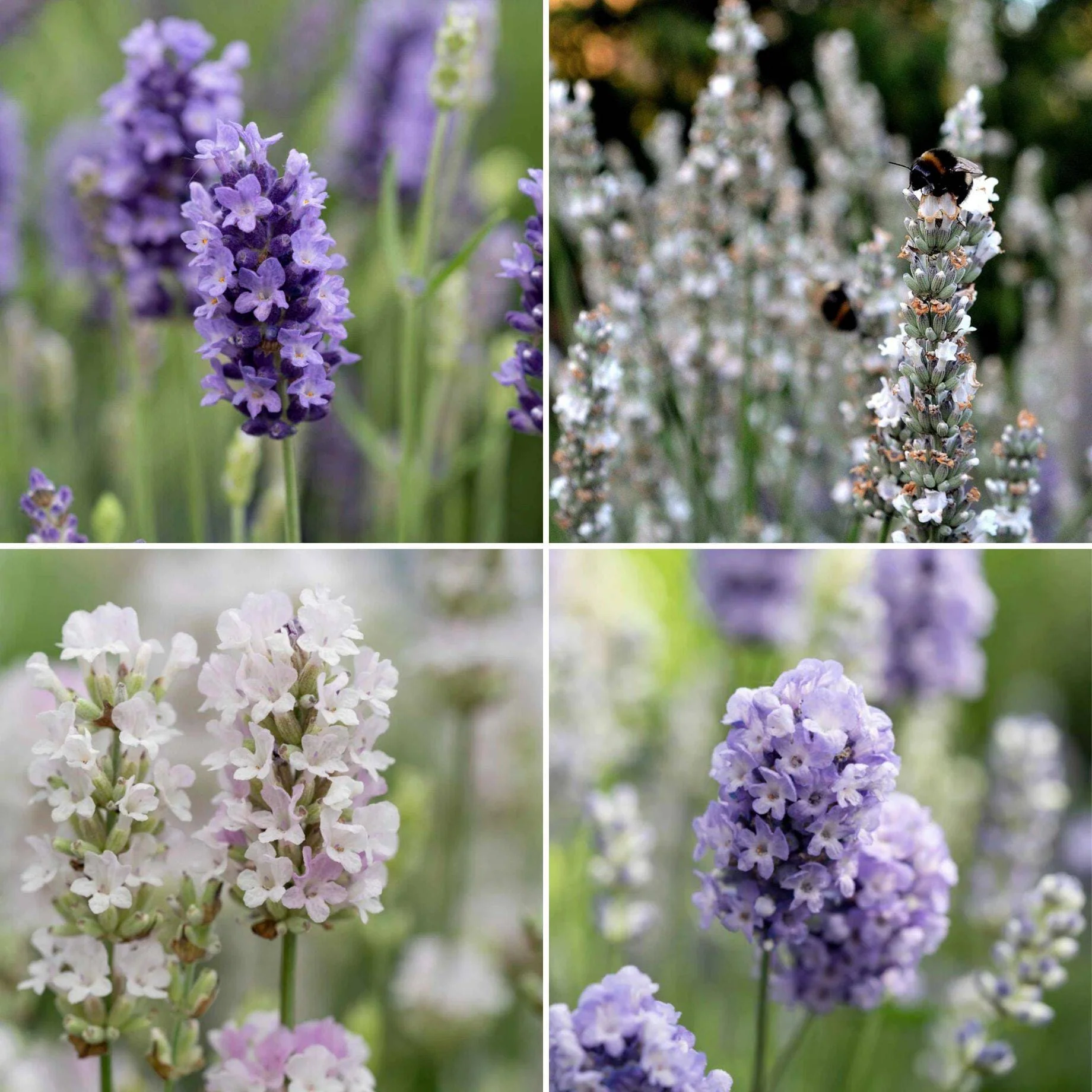 Ultimate Fragrant Lavender Collection
