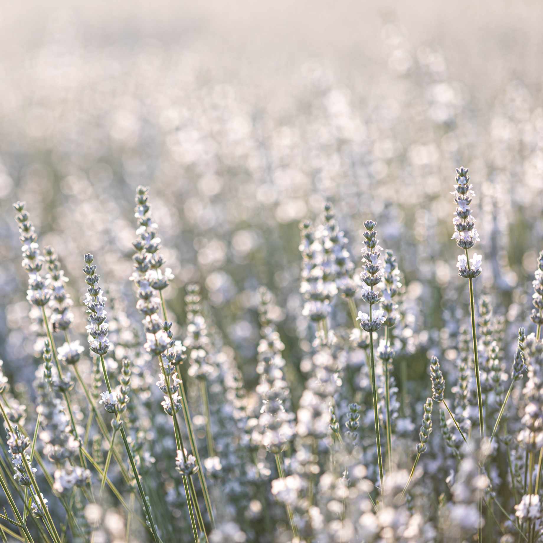 Ultimate Fragrant Lavender Collection - Image 2