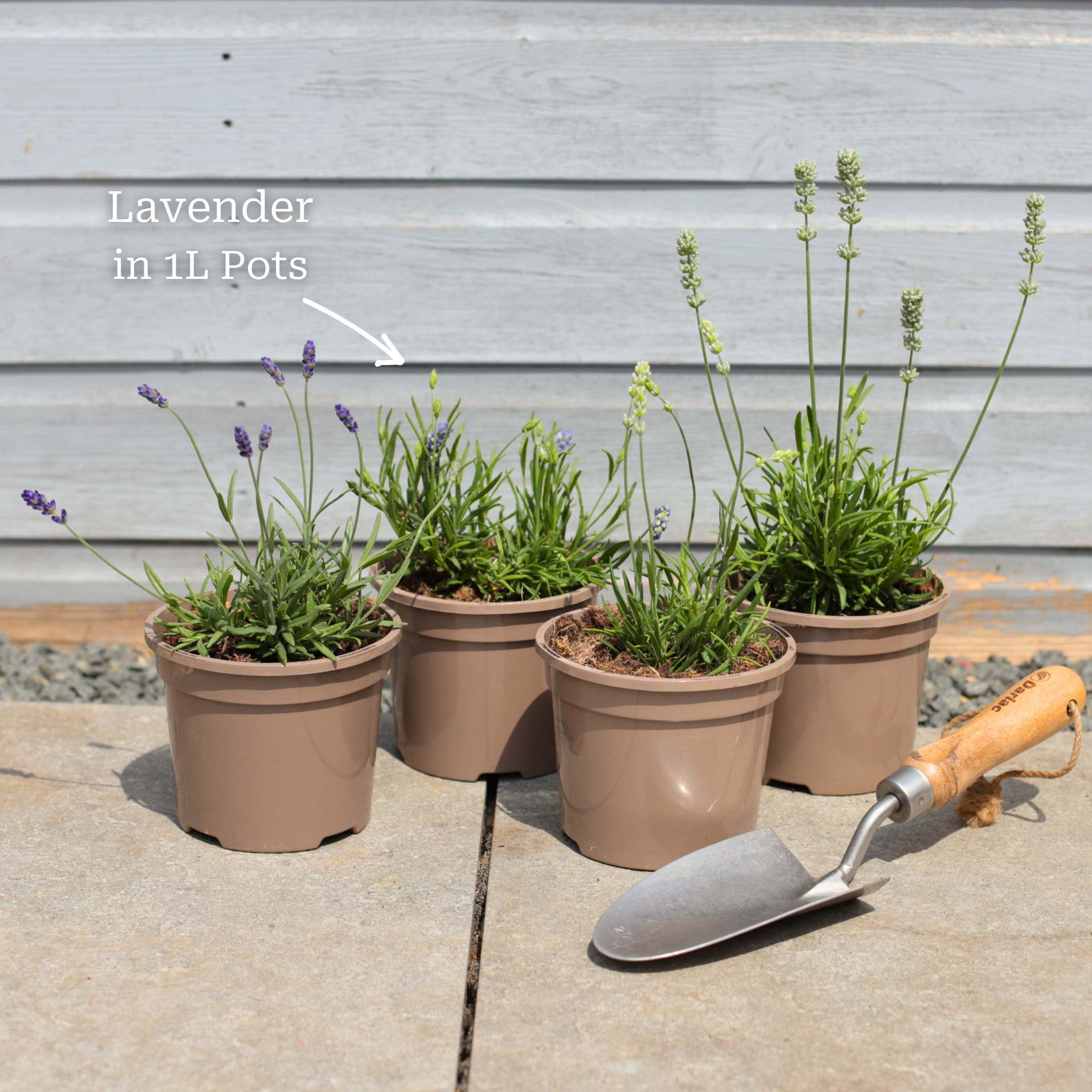 Ultimate Fragrant Lavender Collection - Image 4