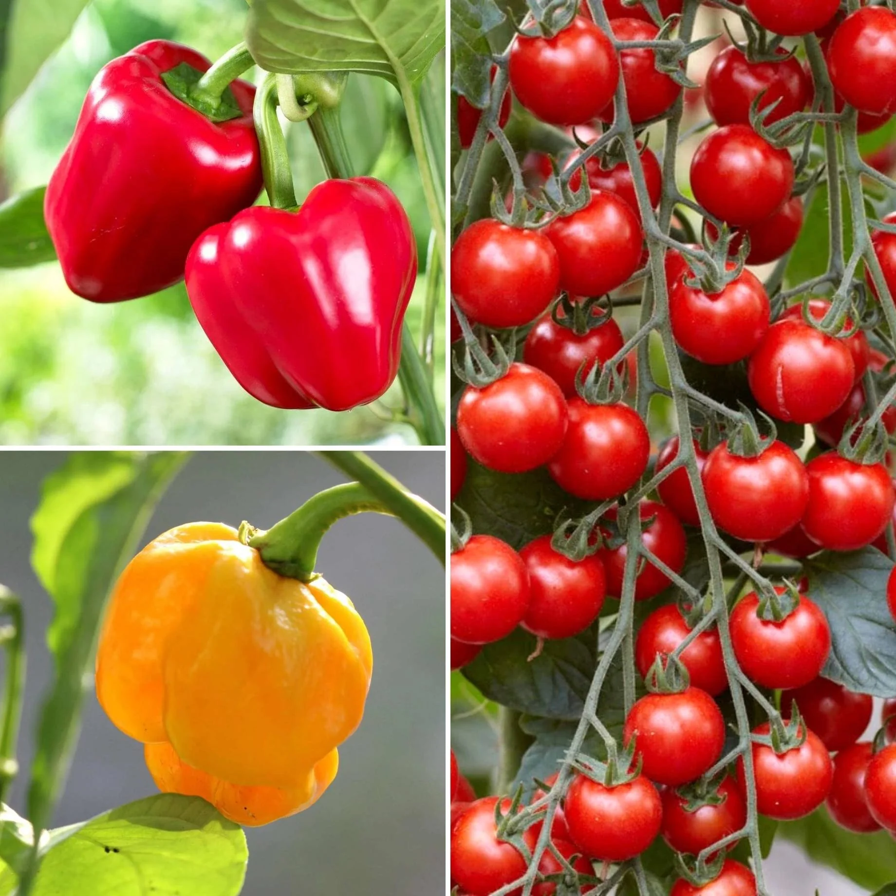 Ultimate Grafted Vegetables | Grower's Choice