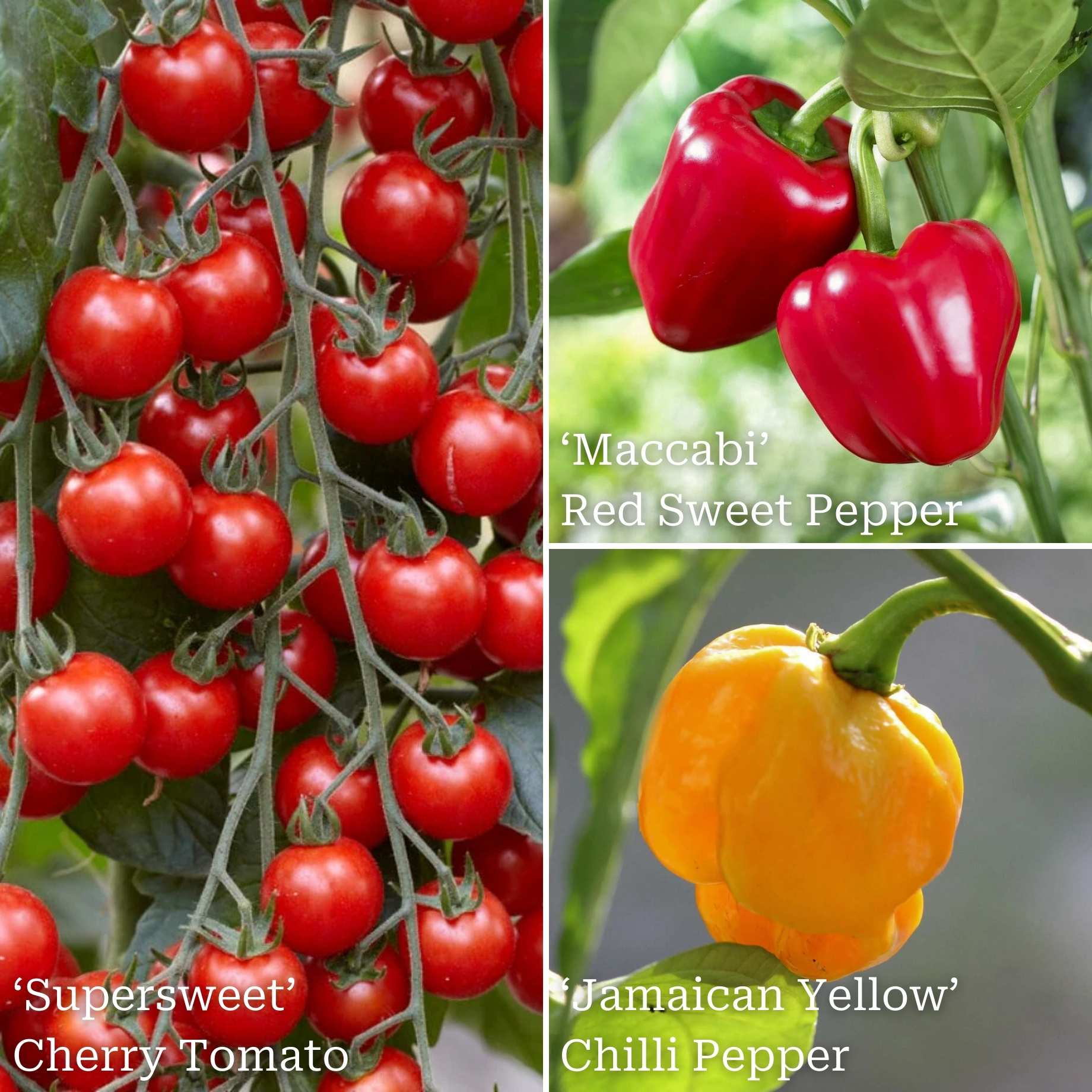 Ultimate Grafted Vegetables | Grower's Choice - Image 2